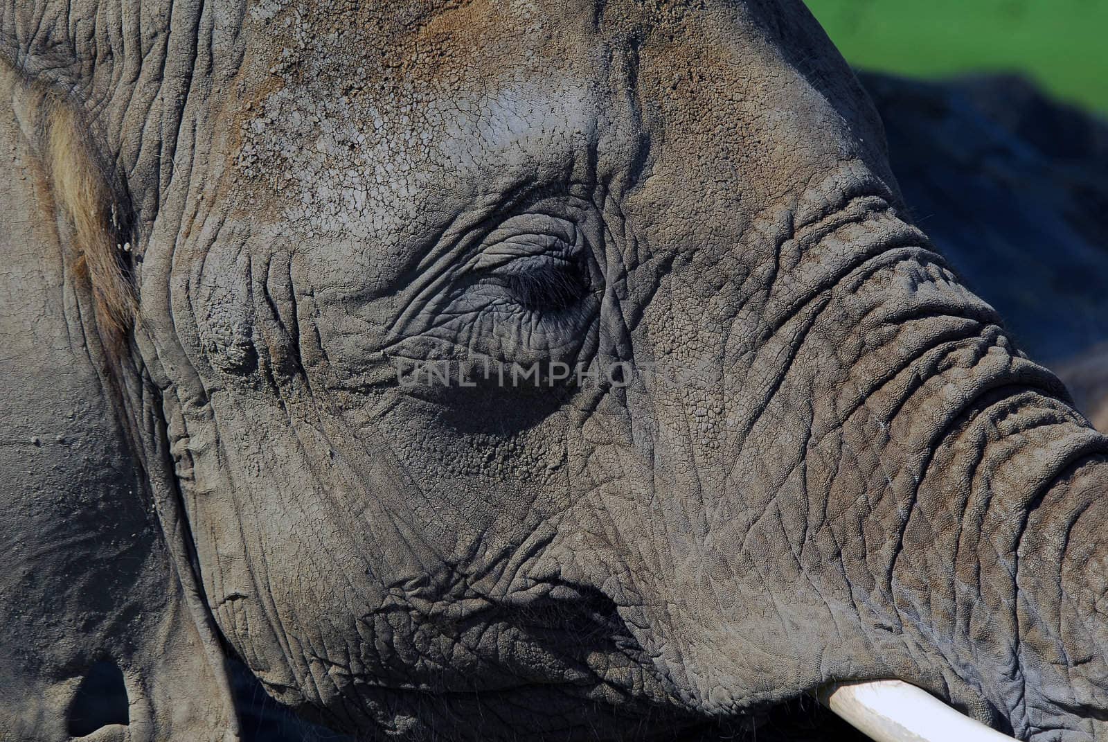 Close-up portrait of a big African elephant