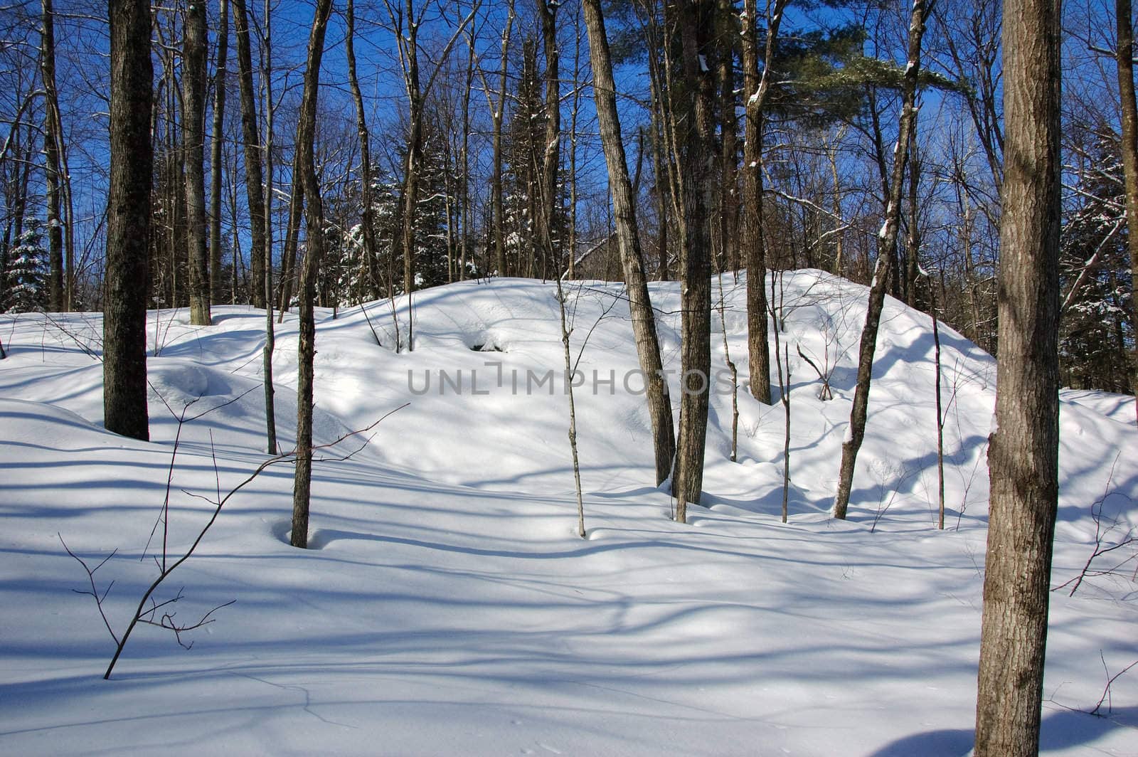 View of a northern forest in Winter