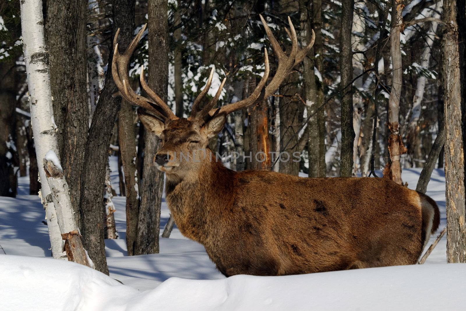 Wild elks in winter