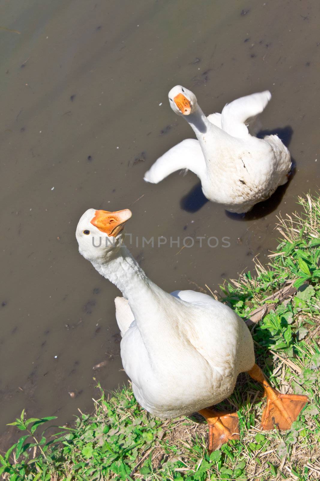 Two funny white geese