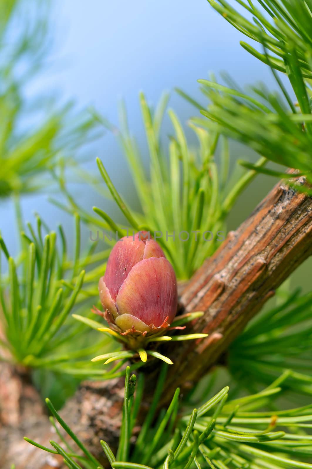 Red larch flower on a branch with copy space