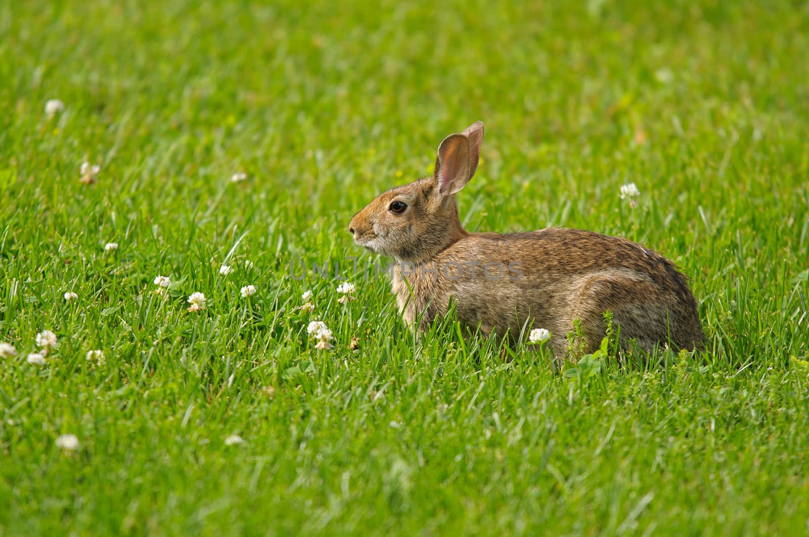 Rabbit in the grass and white clover