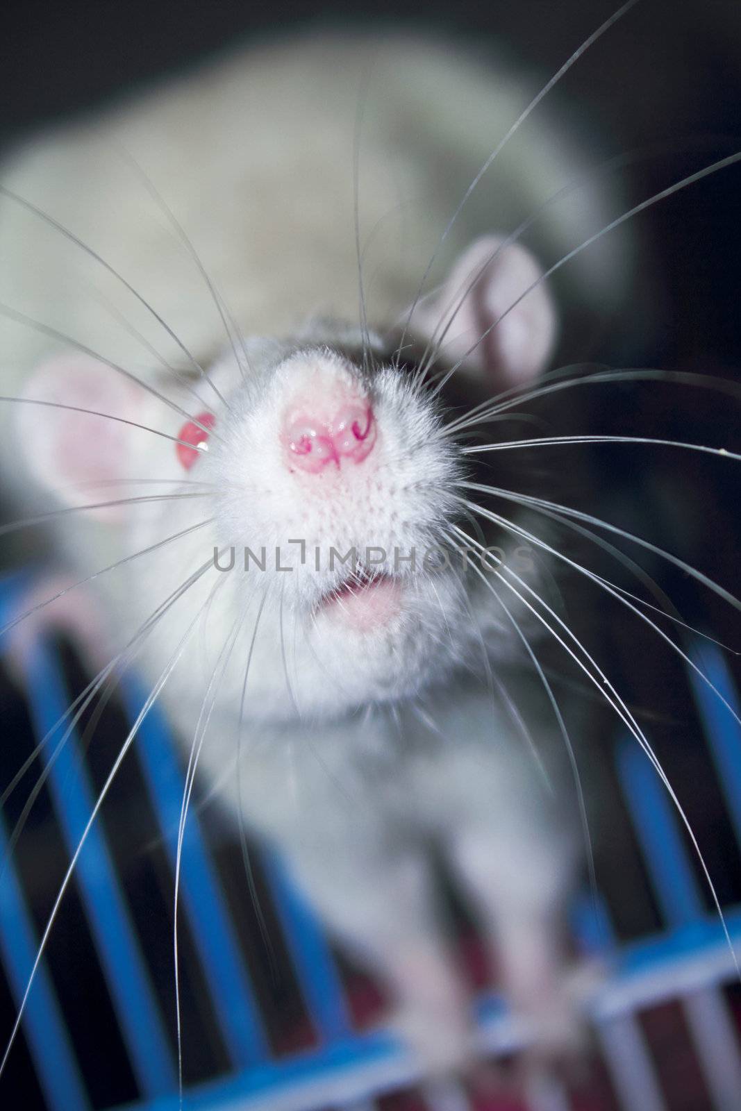 White domestic rat on her  cage 