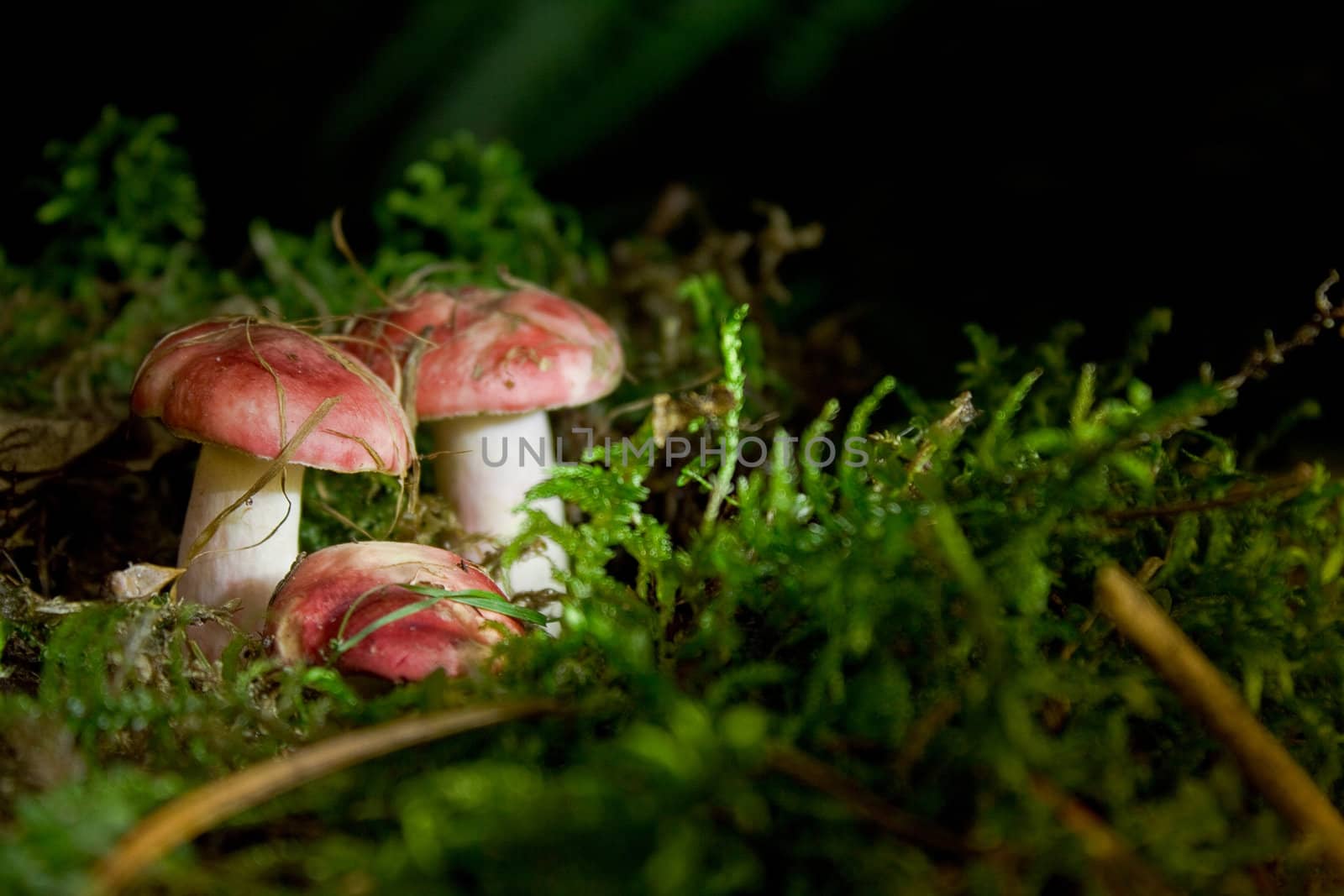 Mushrooms in moss