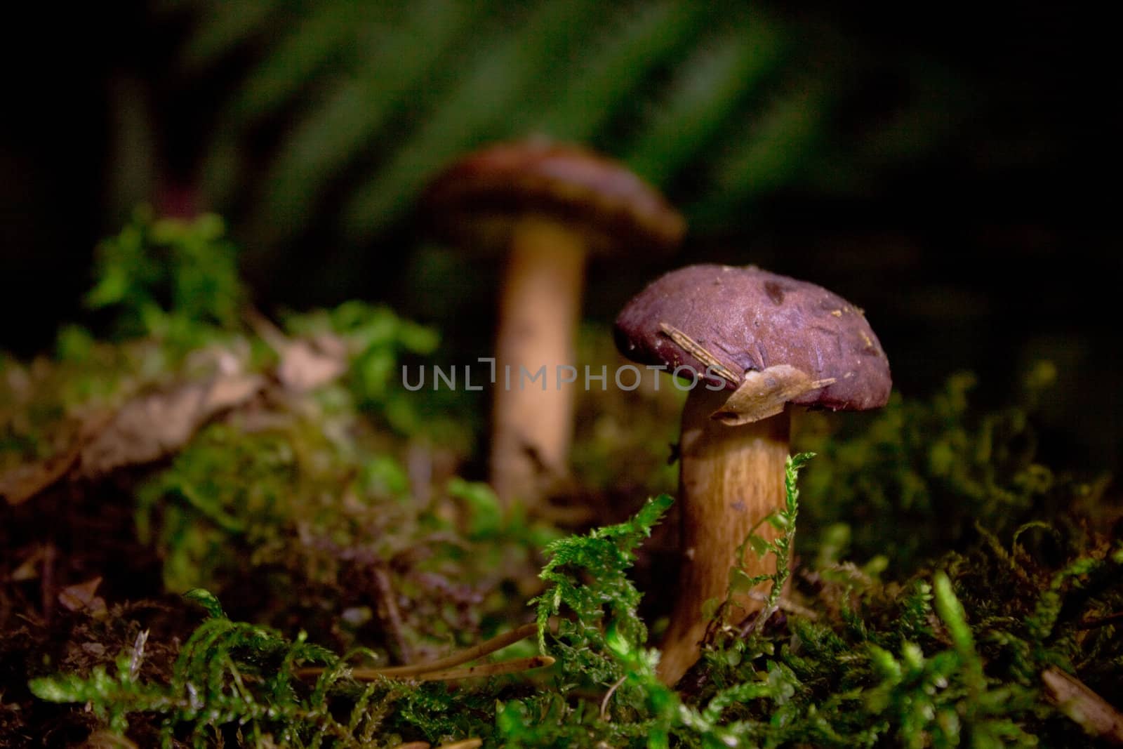 Mushrooms in moss