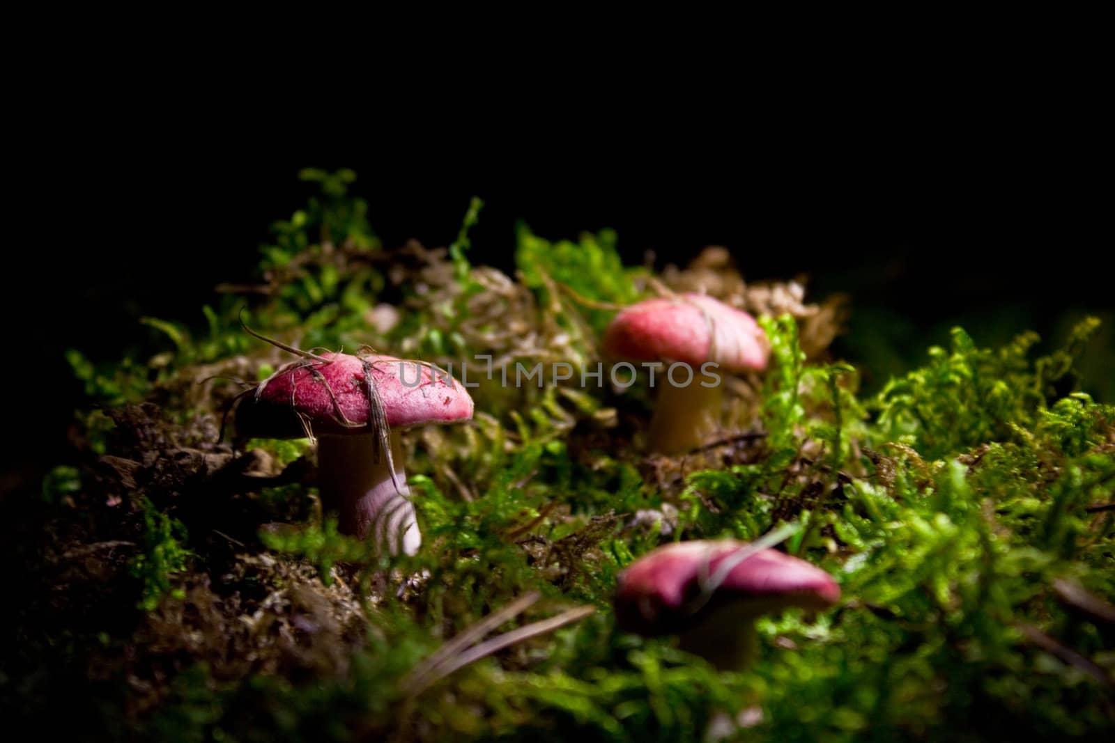 Mushrooms in moss