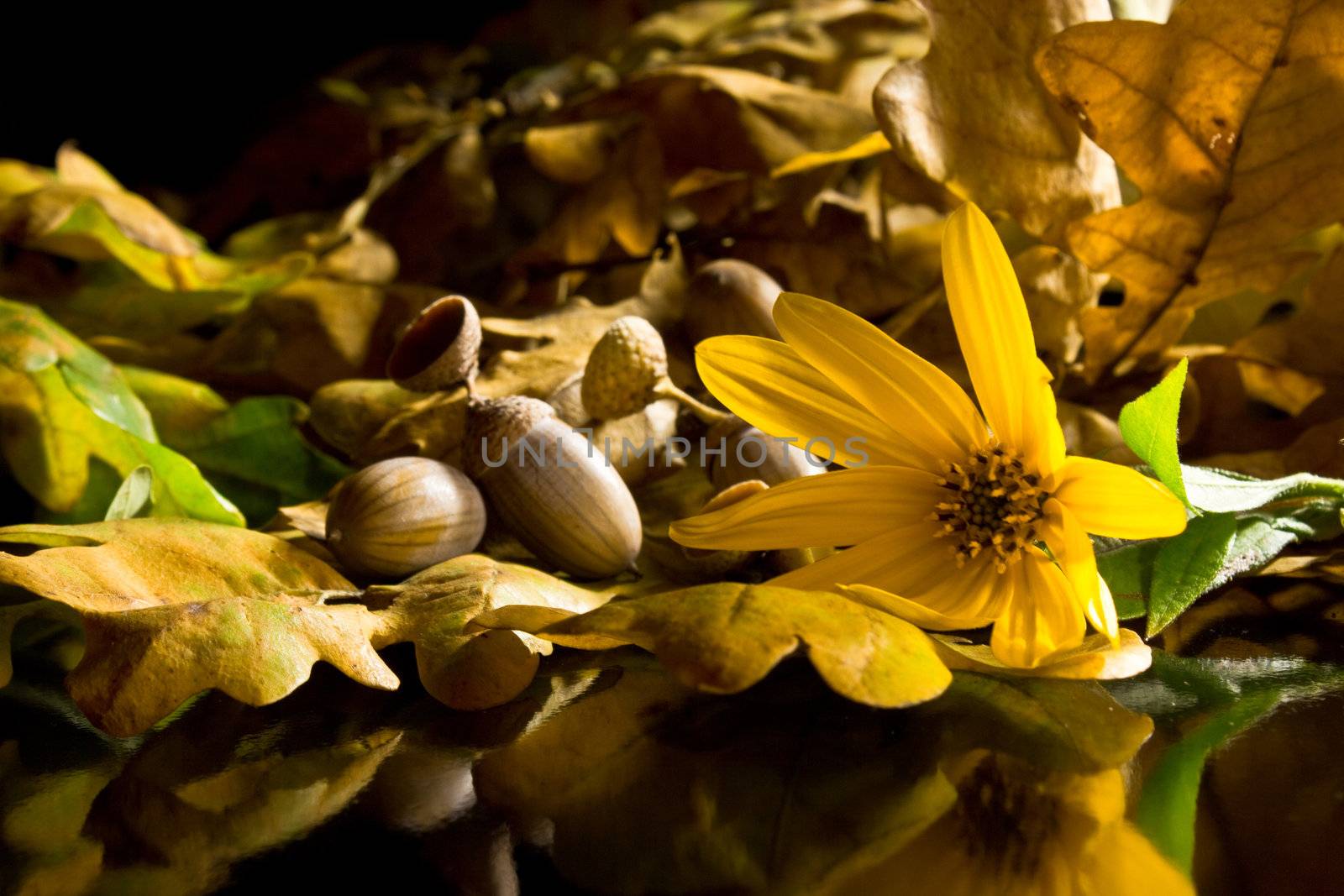 Autumn oak with yellow flower by Nika__