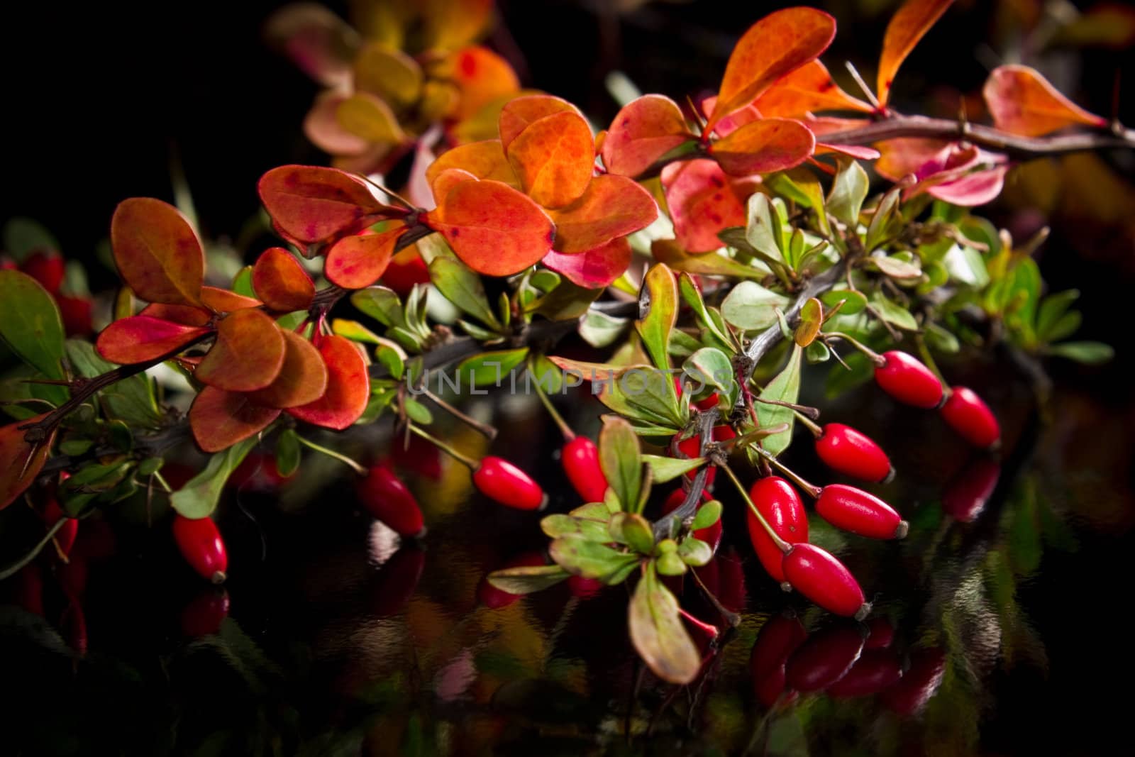 The branch of autumn barberry on black