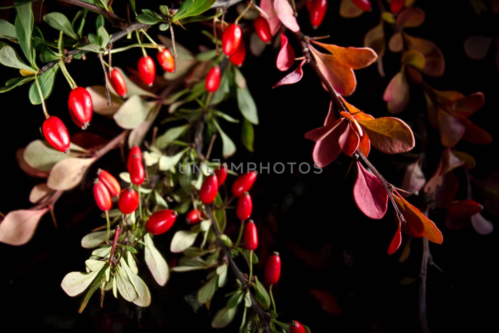 Autumn barberry by Nika__