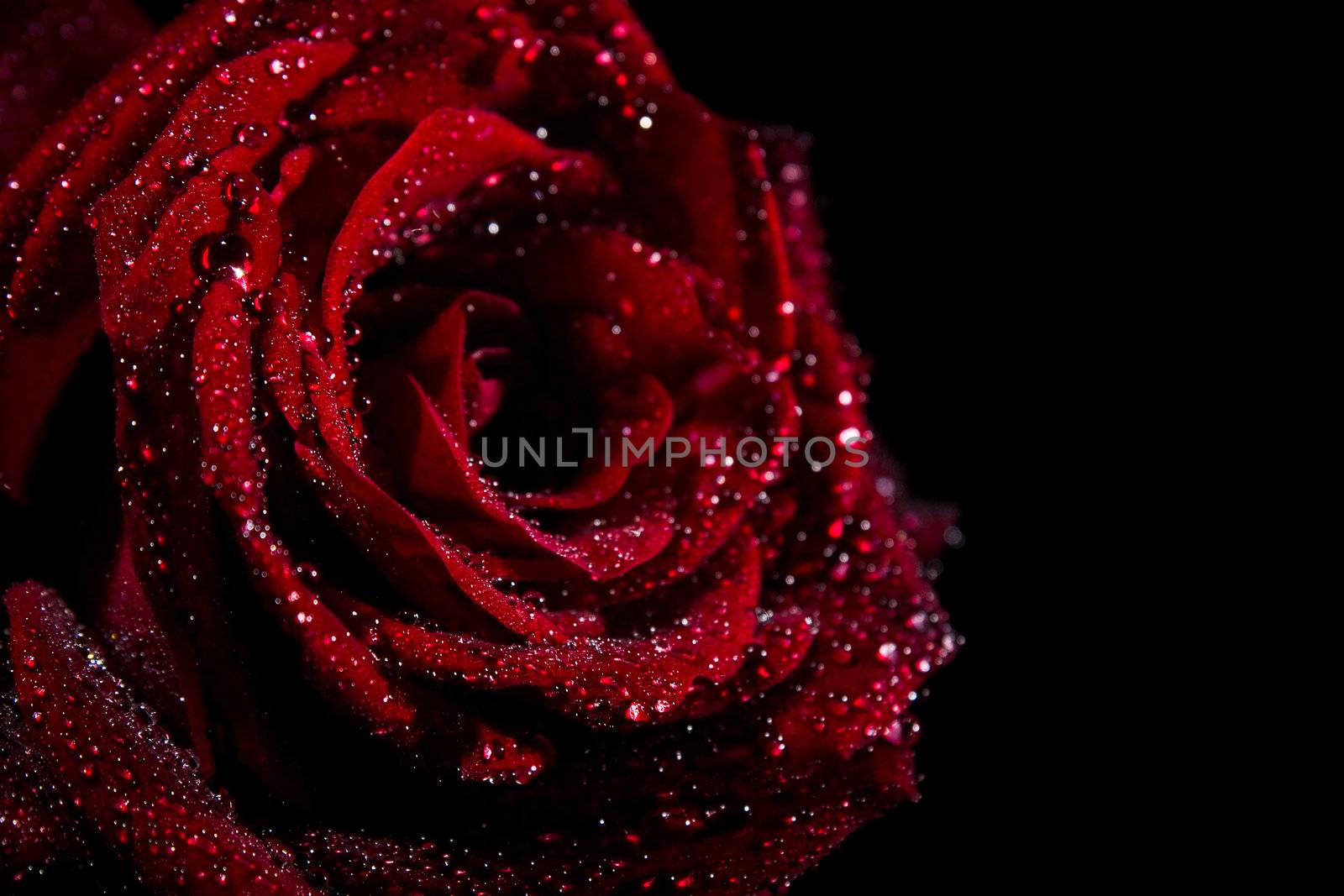 Red rose with water drops on black