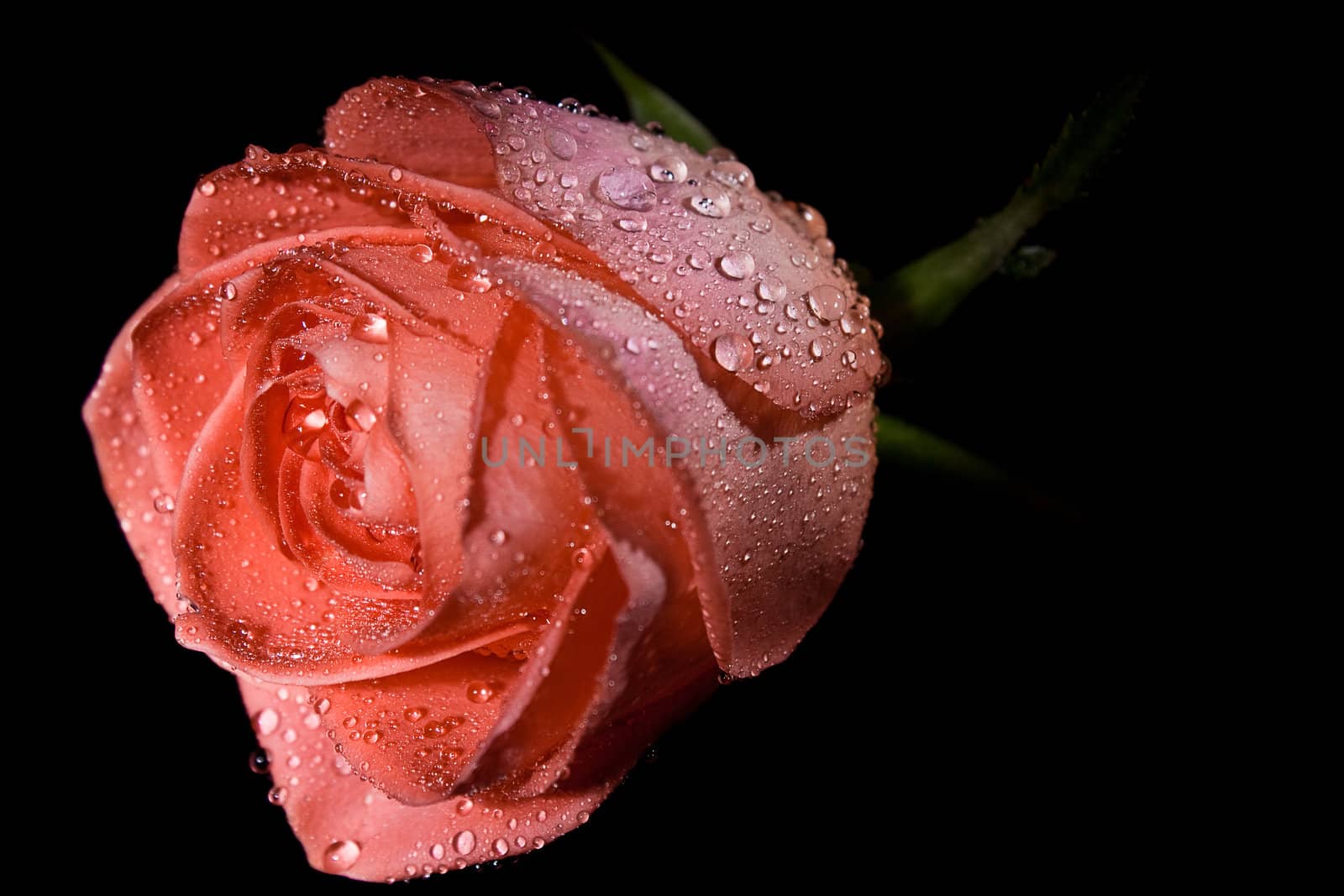 Pink rose by Nika__