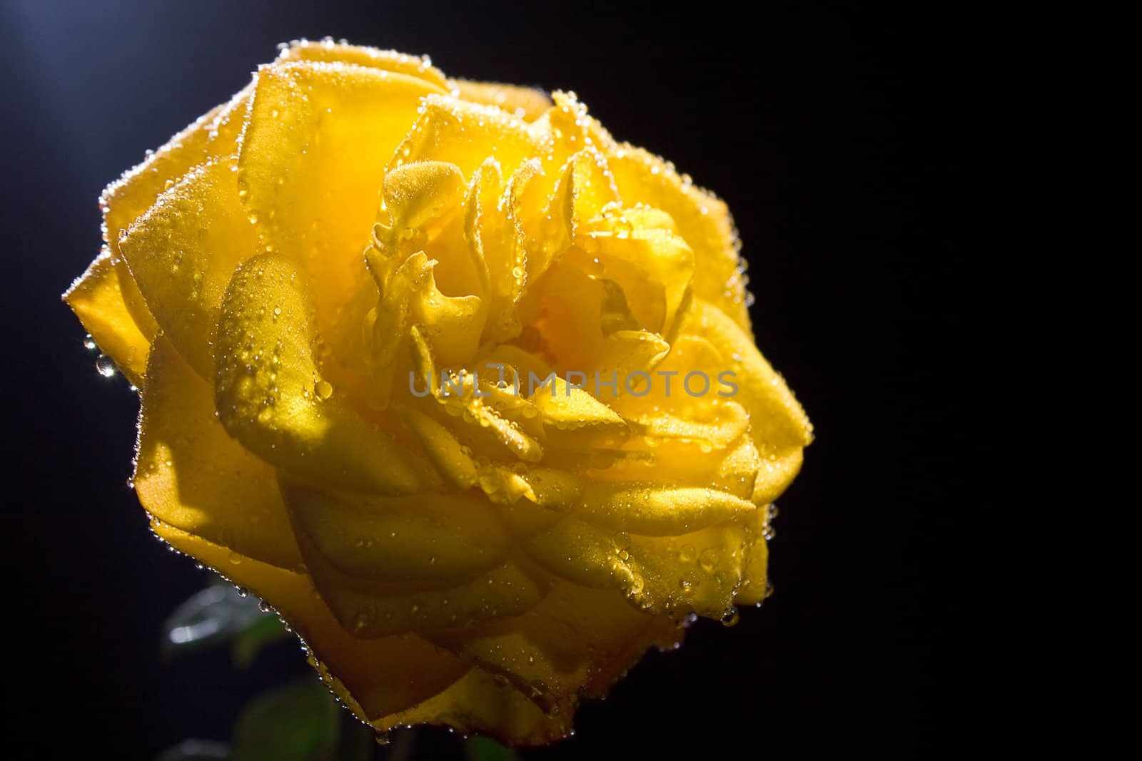 Yellow  rose with water drops on black