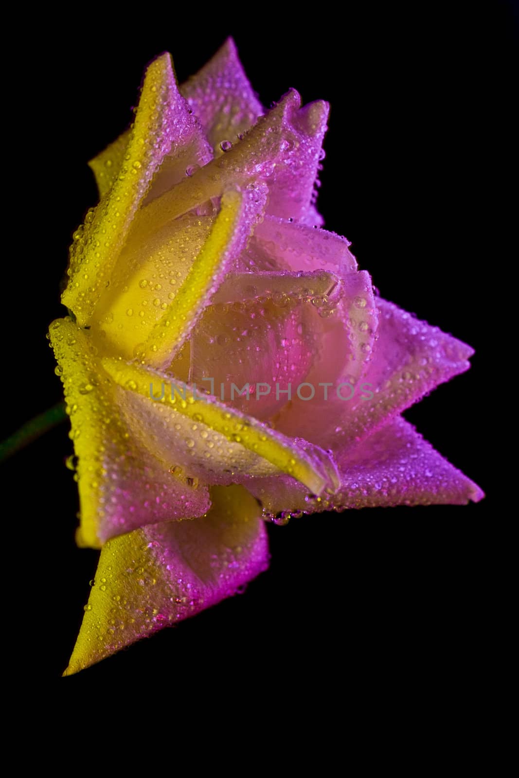 Yellow  and violet rose with water drops on black