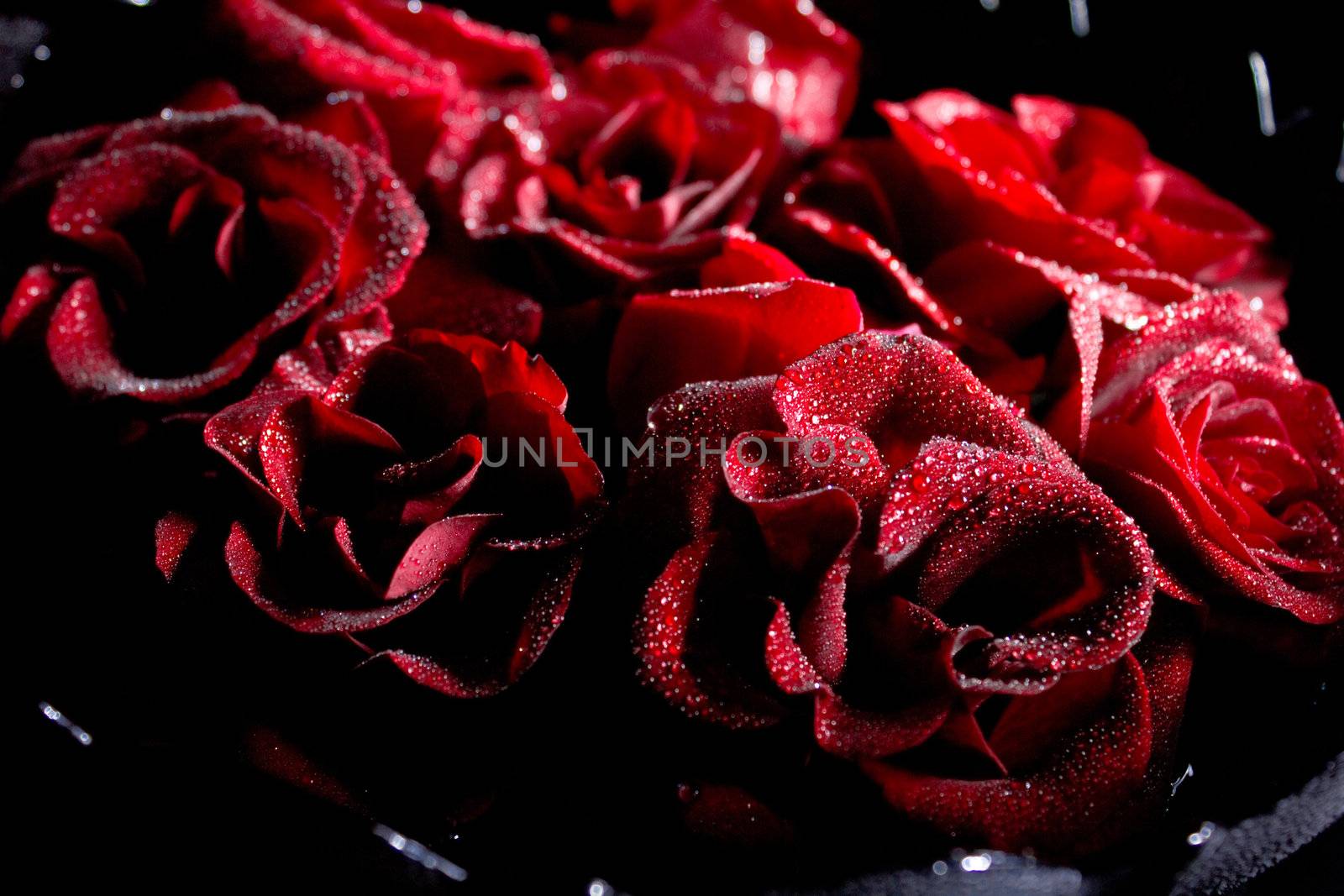 Red roses with water drops on black macro