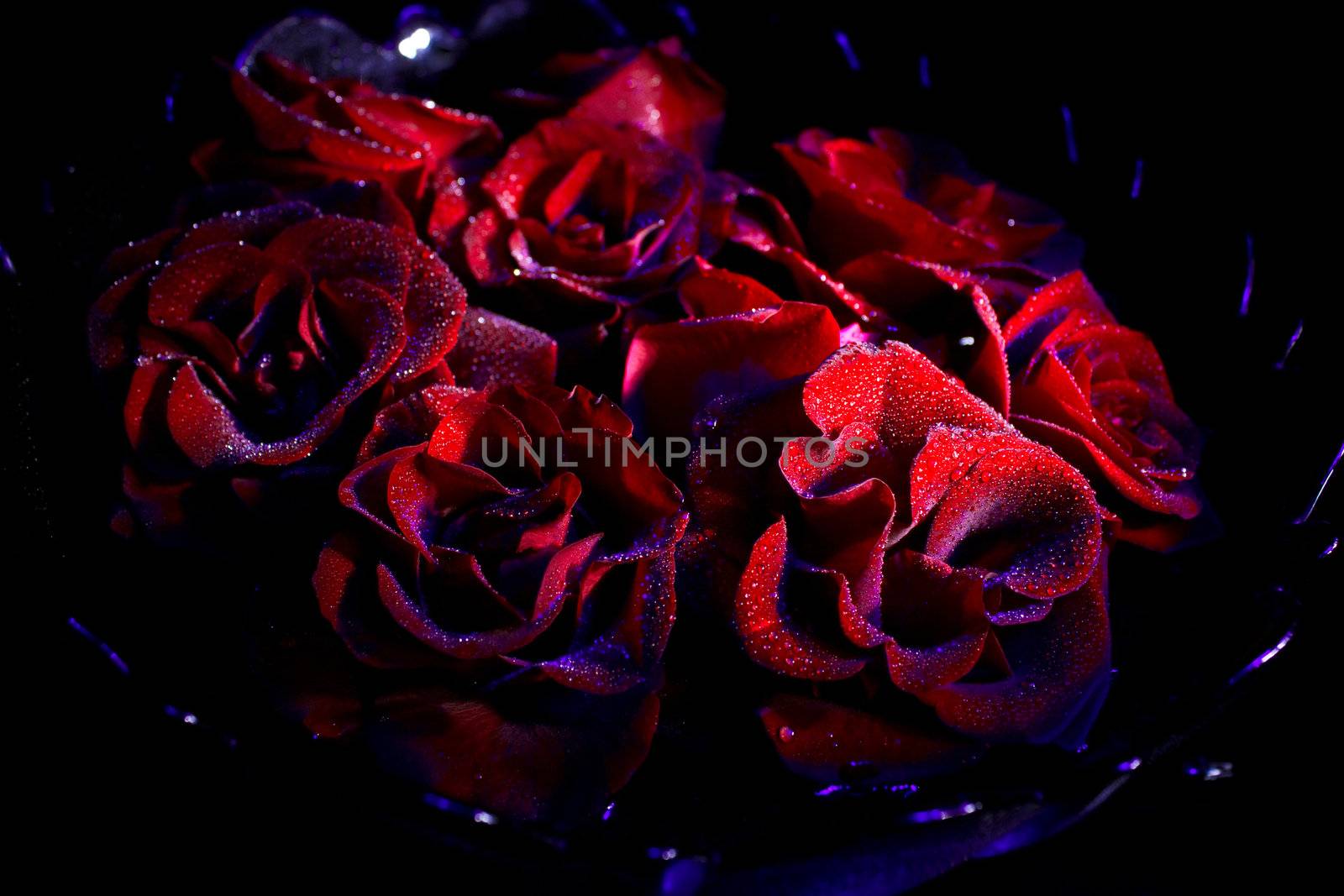 Red rose with water drops in ultraviolet on black 