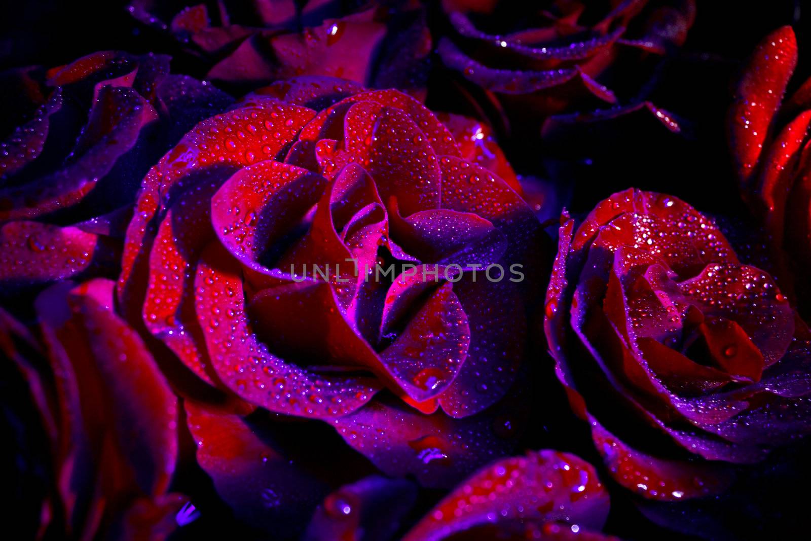 Red roses with water drops in ultraviolet on black