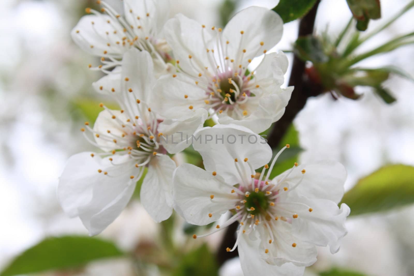 Spring flowering of cherry tree. White flowers close-up.