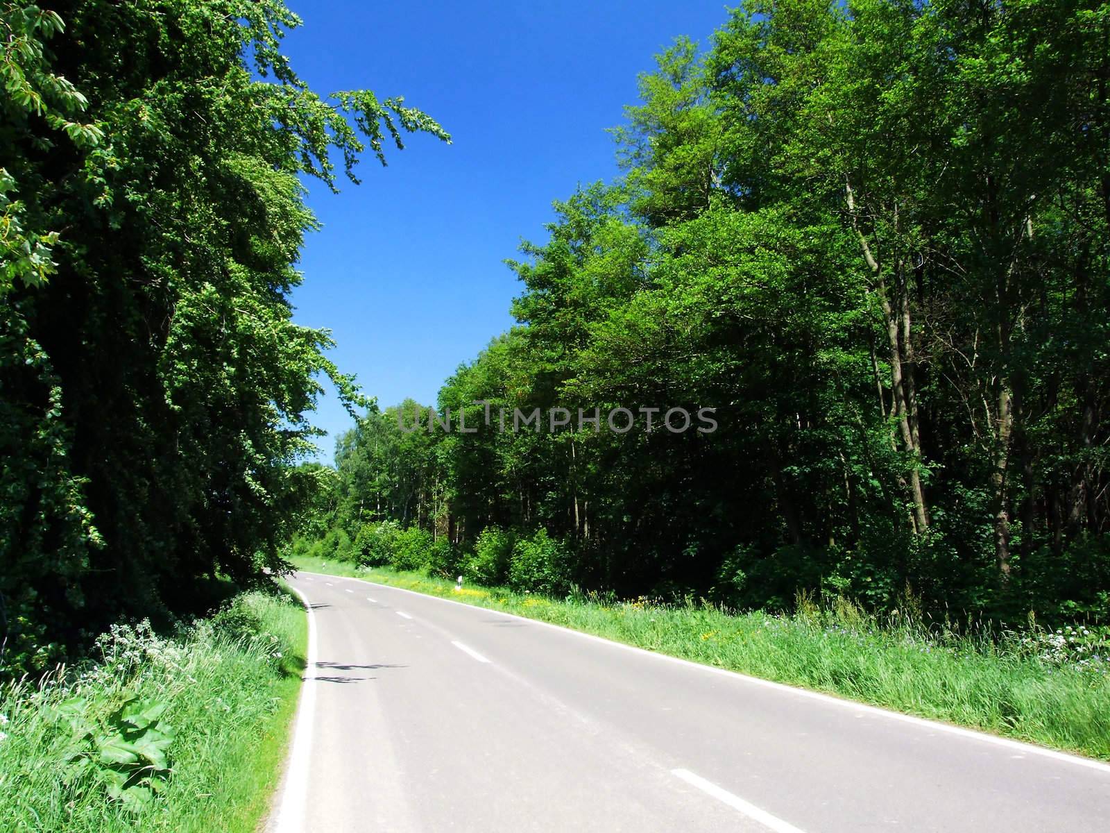 Strasse im Wald
