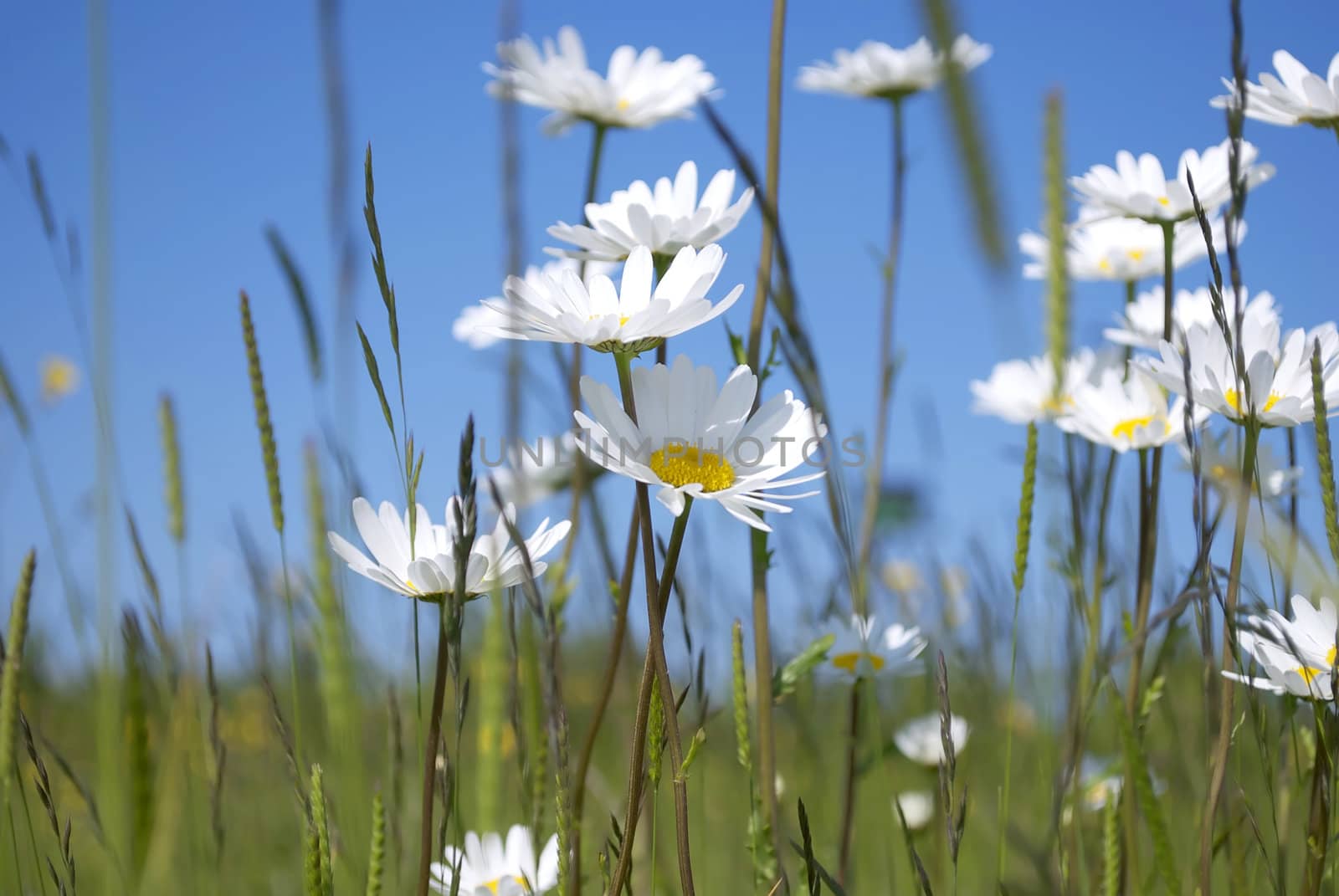 Royalty free stock image of a collection of spring daisies against a clear blue sky