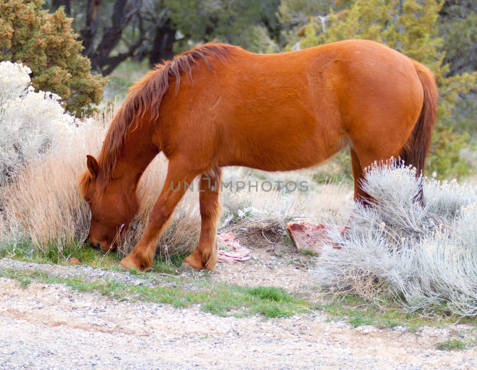 Feeding Wild Horse by strotter13