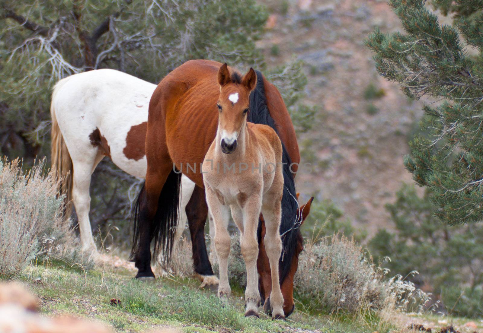 An infant wild horse.  The horse is standing close to his mom.