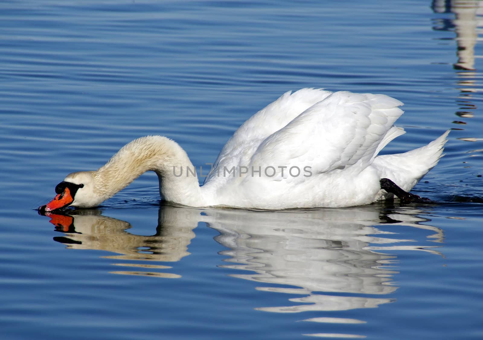 Swan on water by andrei_kolyvanov