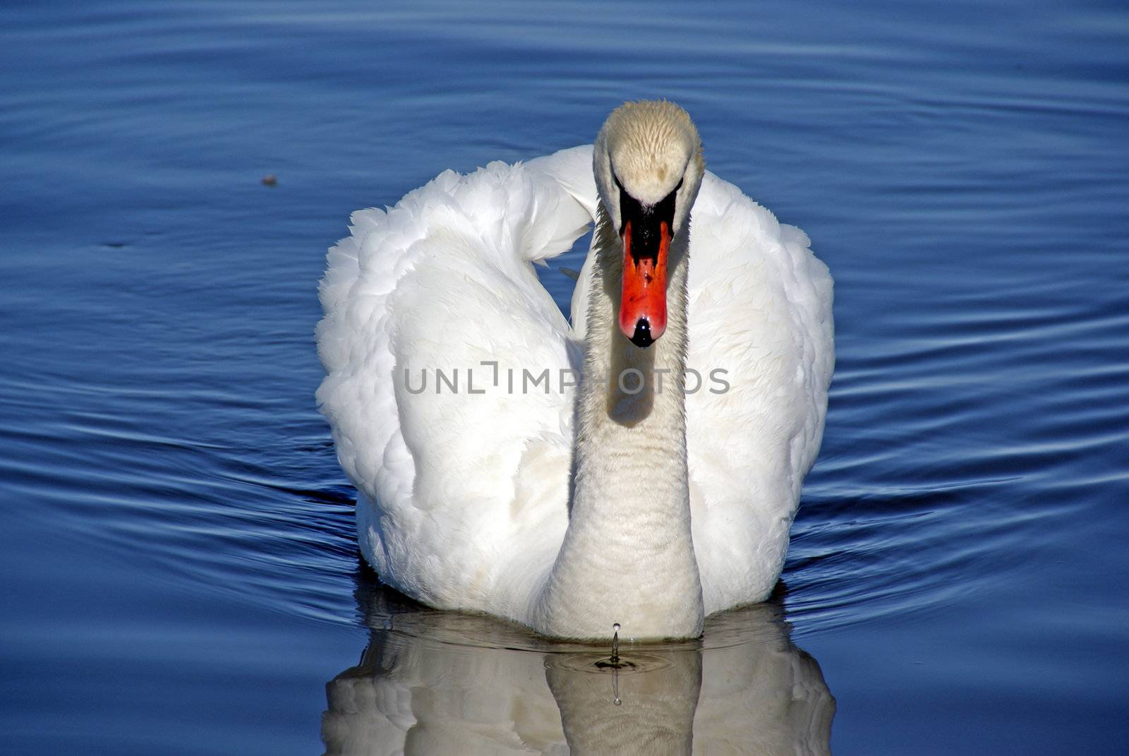 Severe swan by andrei_kolyvanov