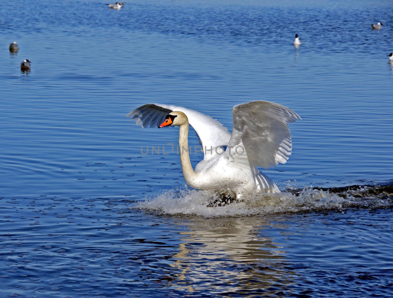 Swan by andrei_kolyvanov