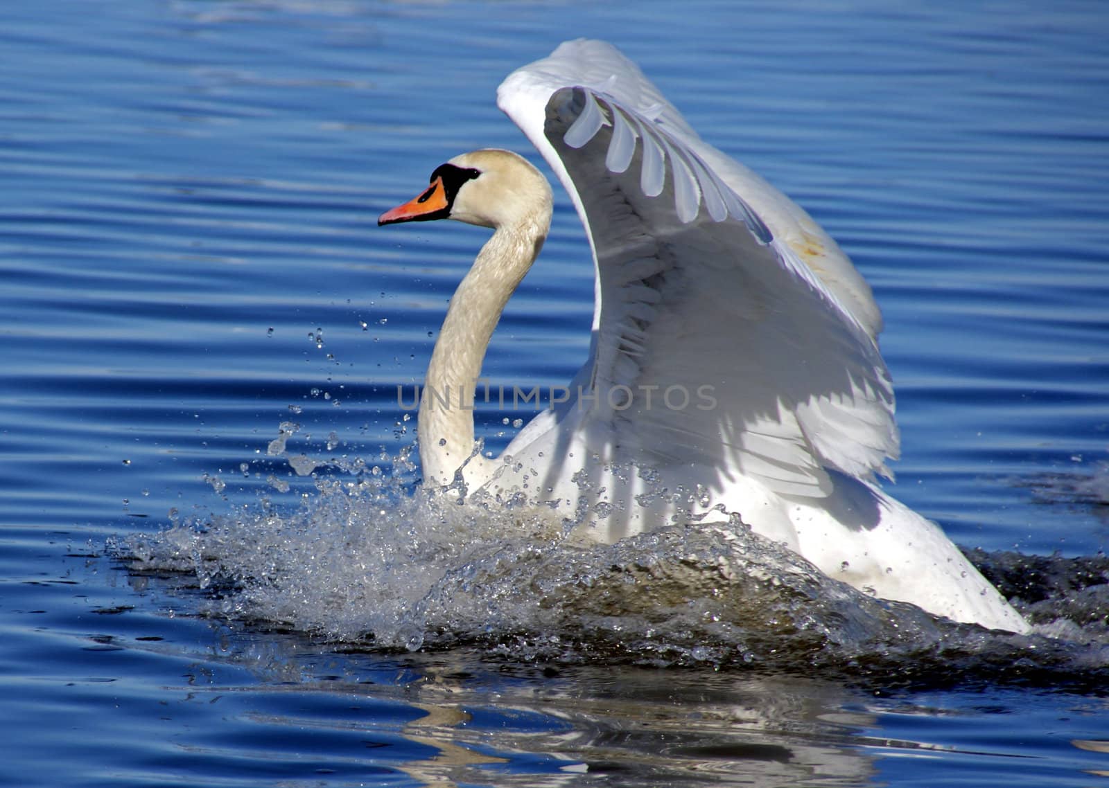 White swan  by andrei_kolyvanov