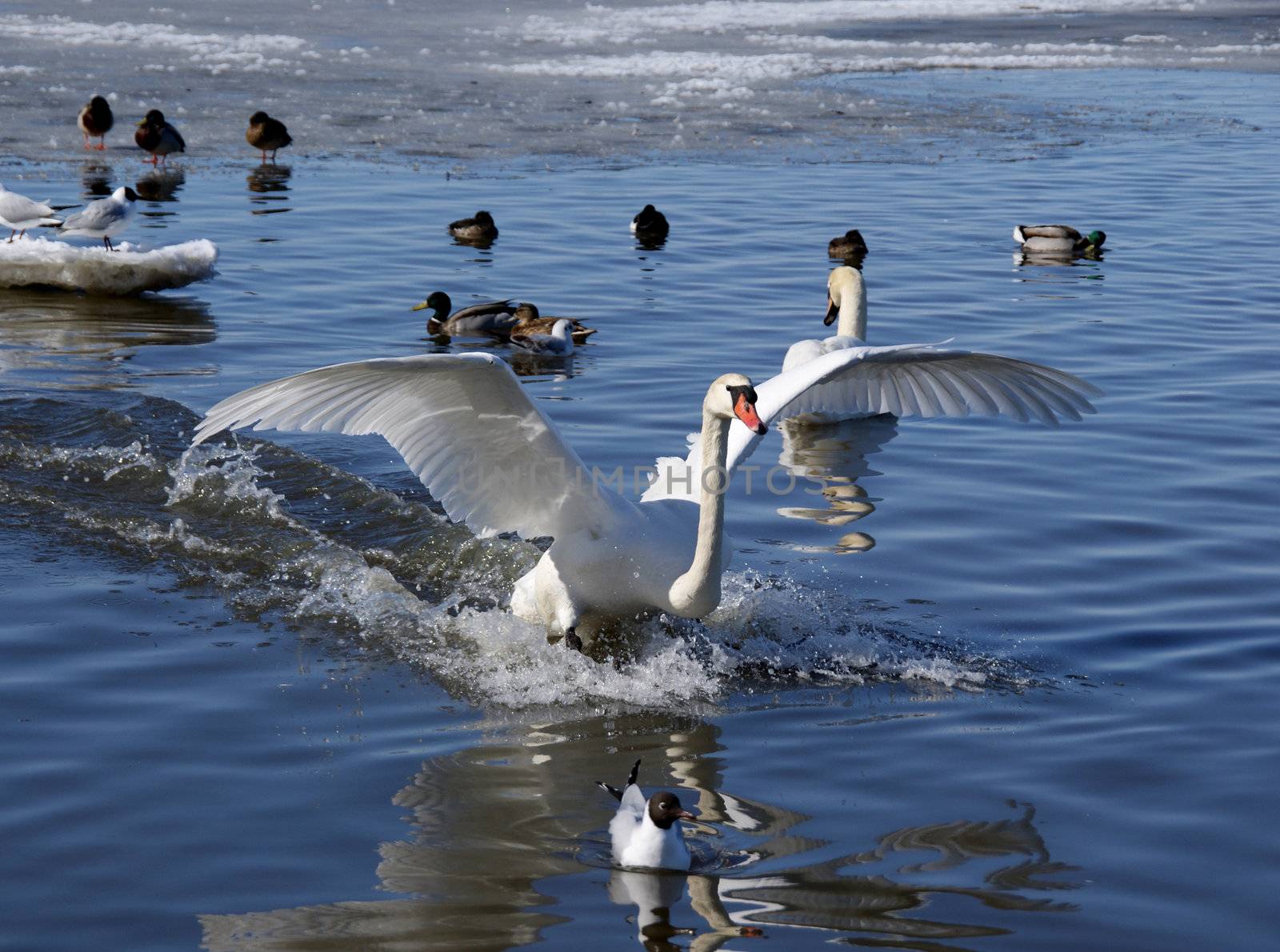 The swan lands on water