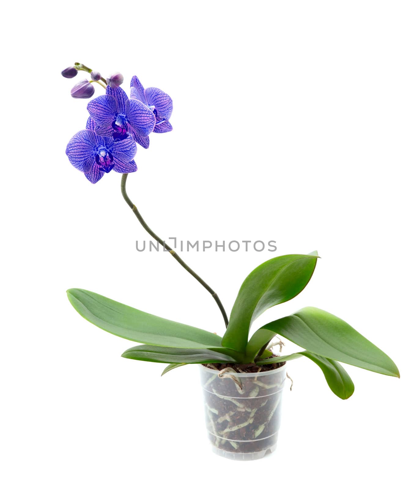 Blue  orchid isolated on white background