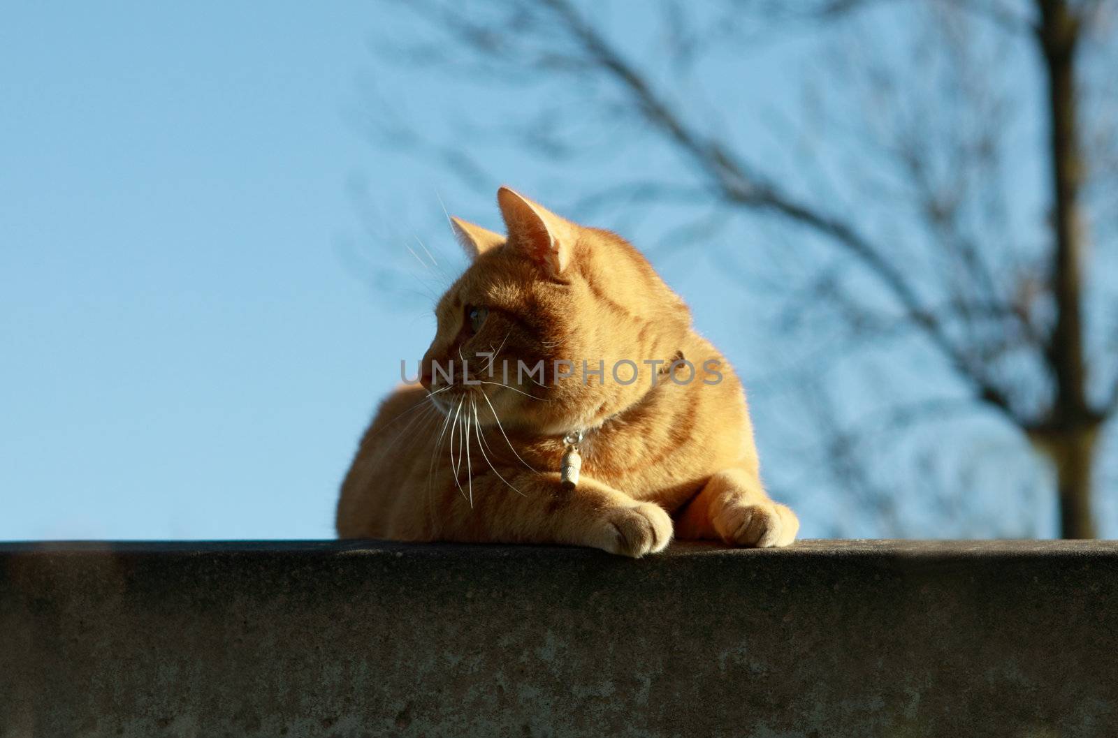 carroty cat over blue sky