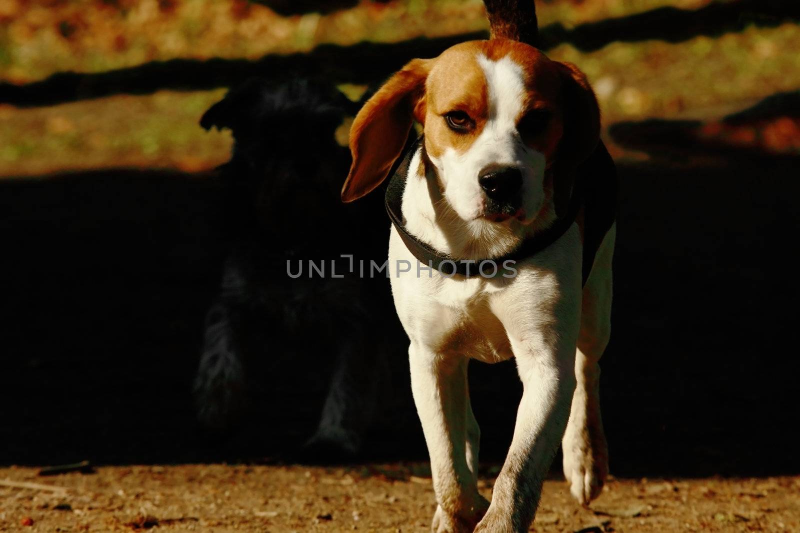 running beagle by catolla
