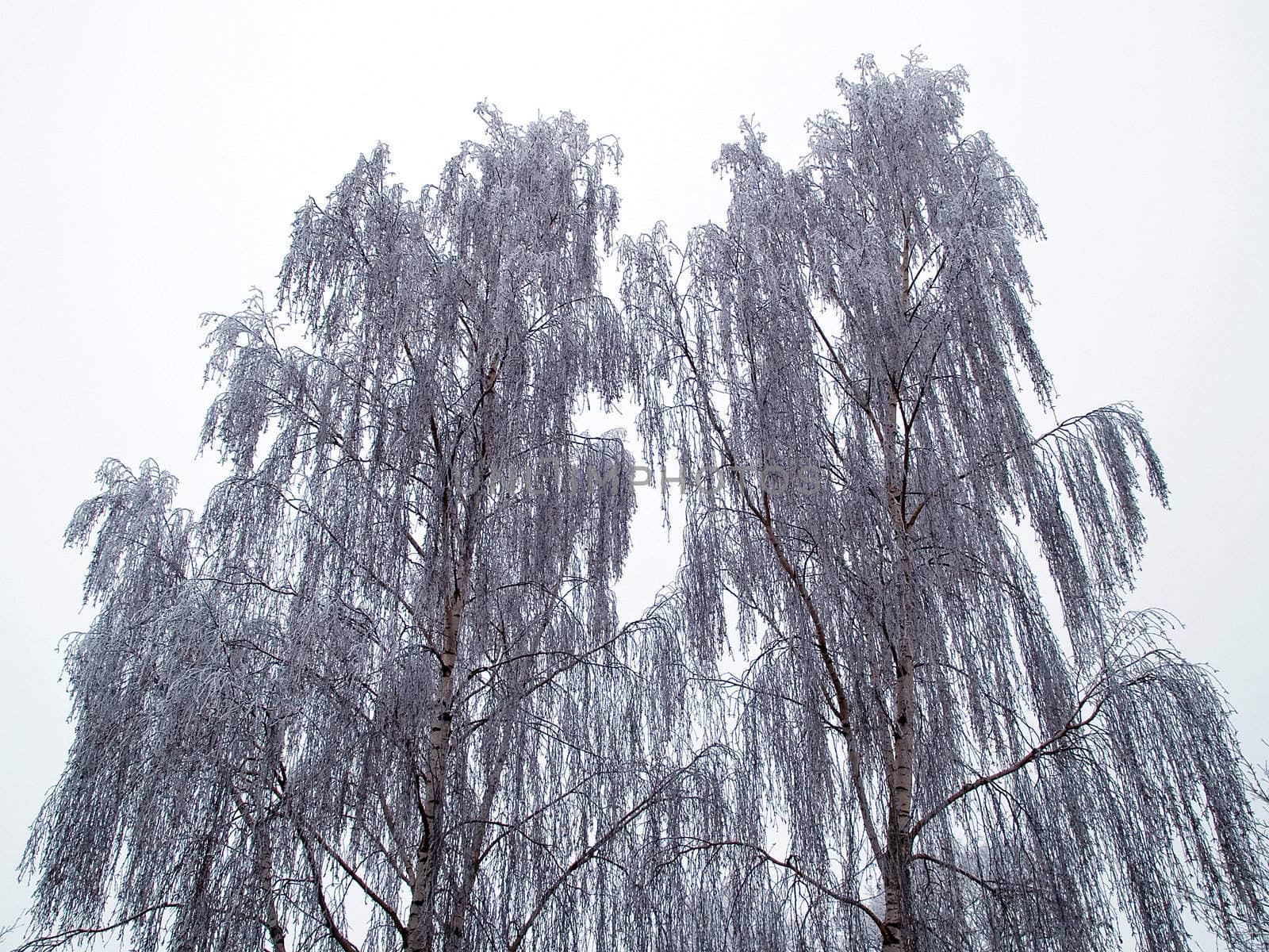 Trees covered with snow nature white christmas background image