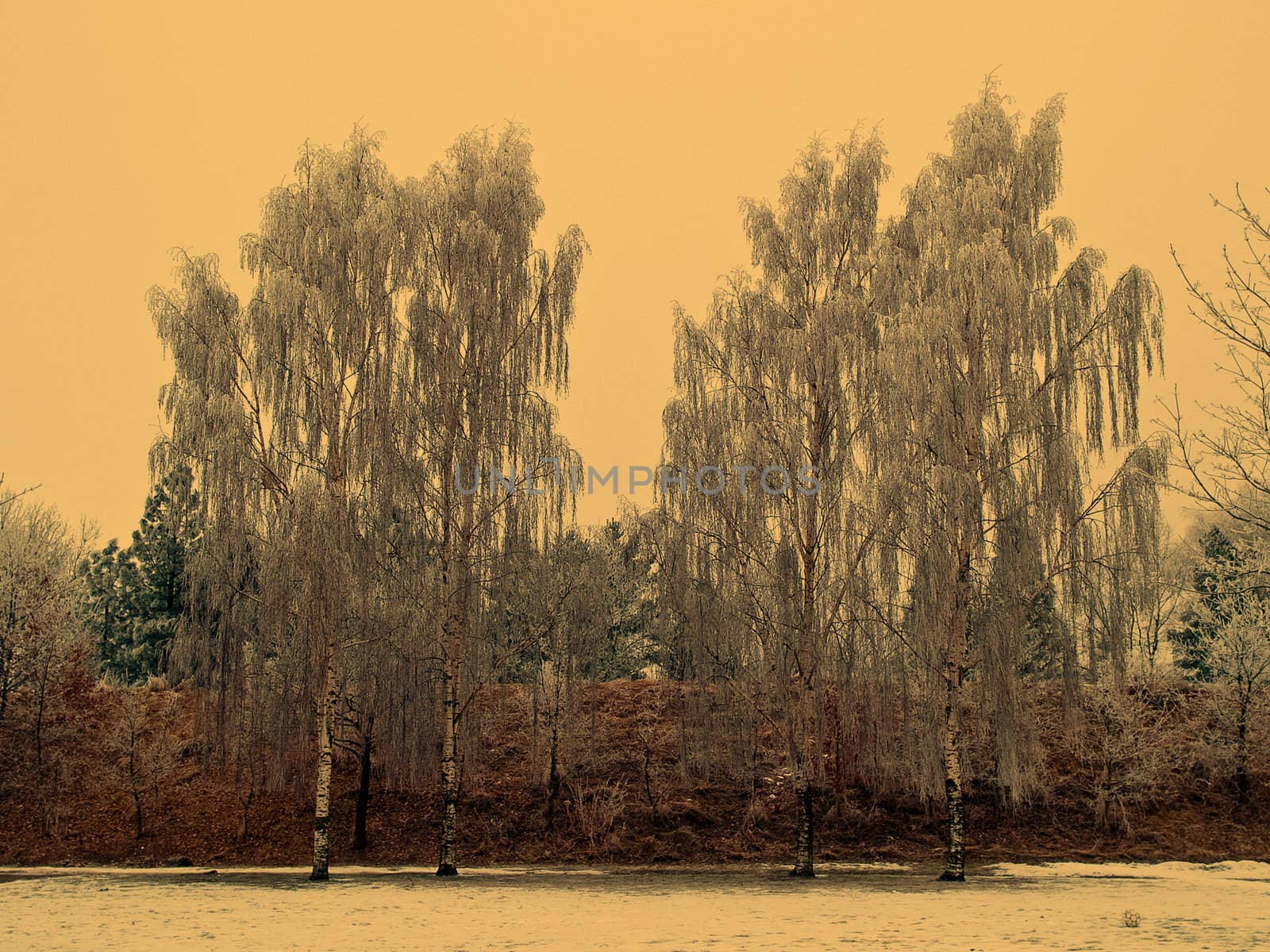 Trees covered with snow nature white christmas background image digital alternation