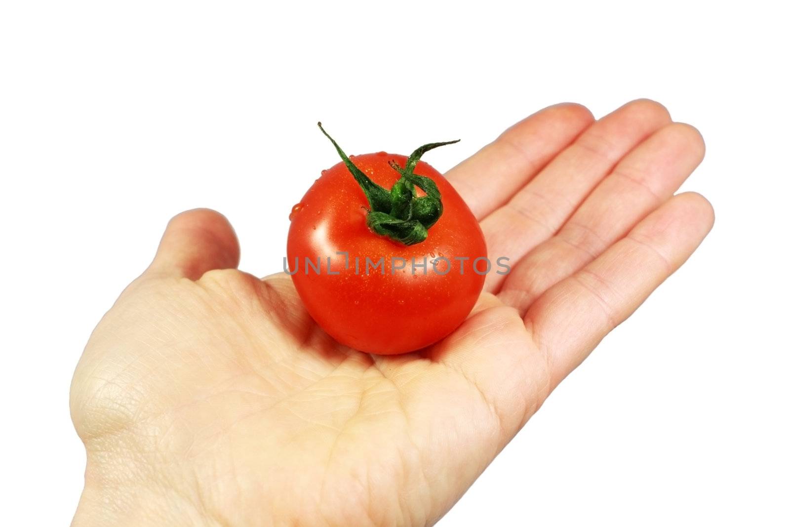 tomato on the hand by catolla