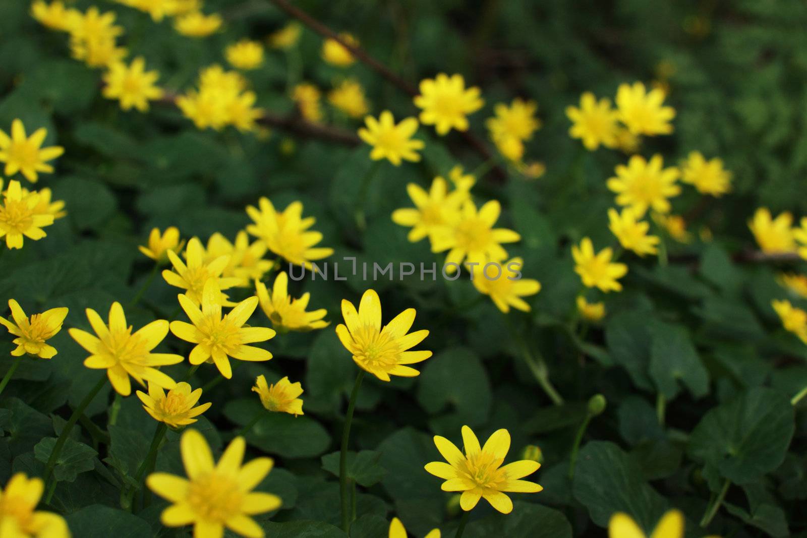 yellow flowers by catolla