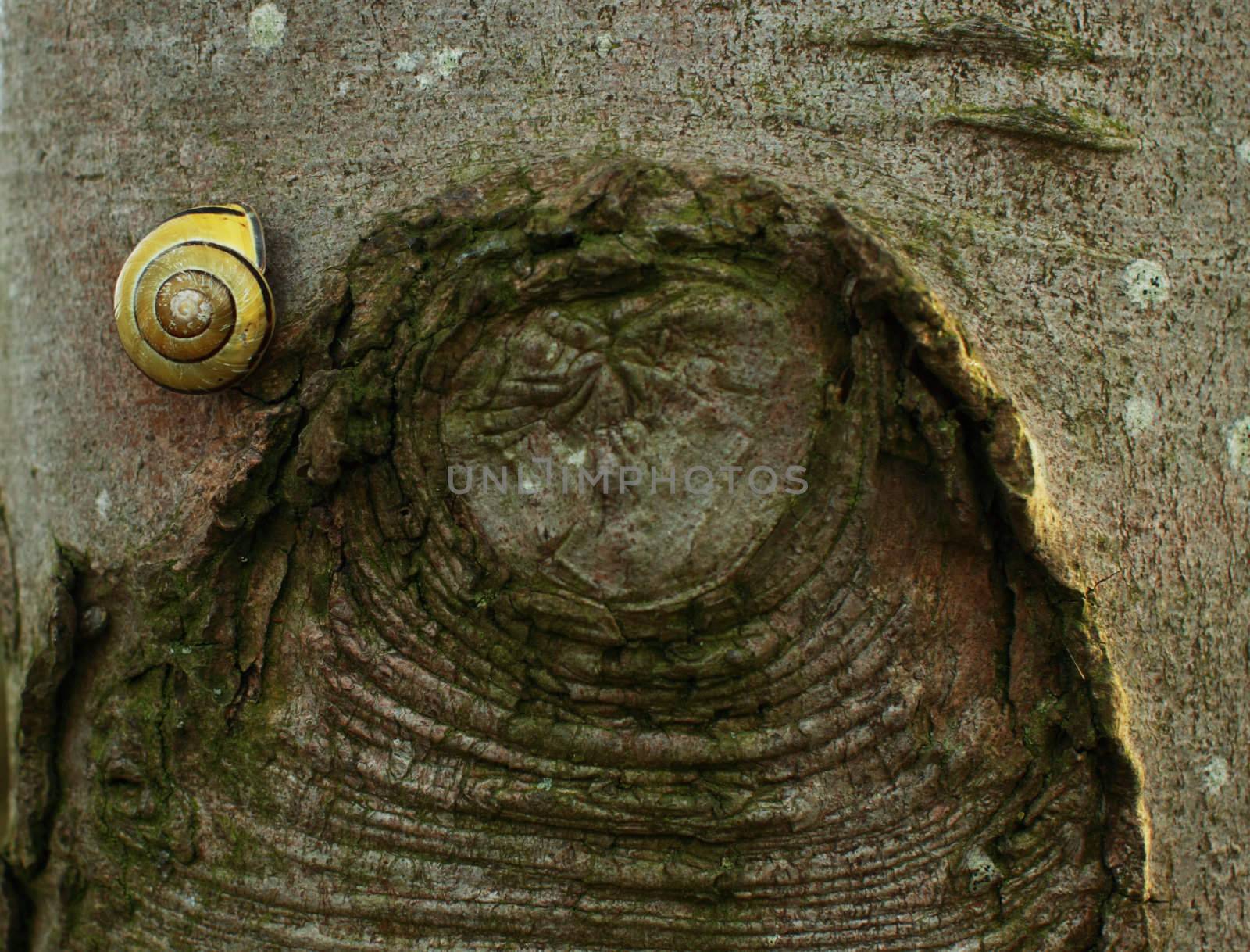 snail on the tree steam