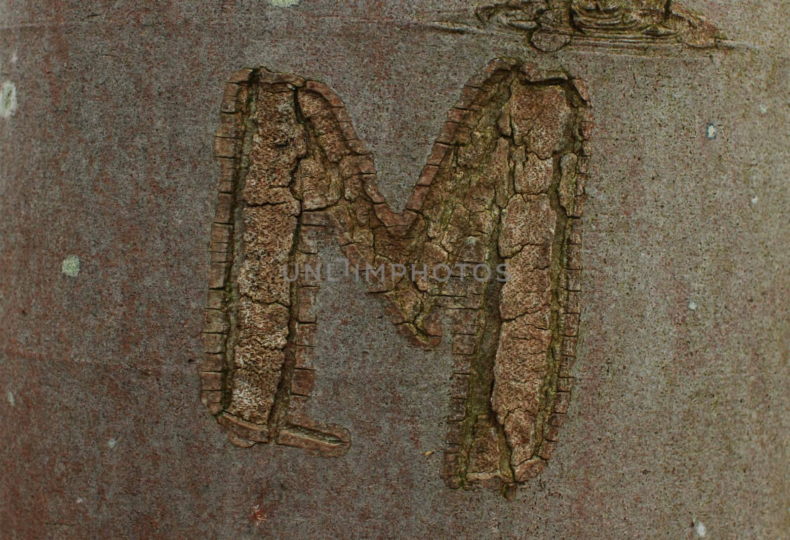 letter "M" cut  long time ago on the tree steam