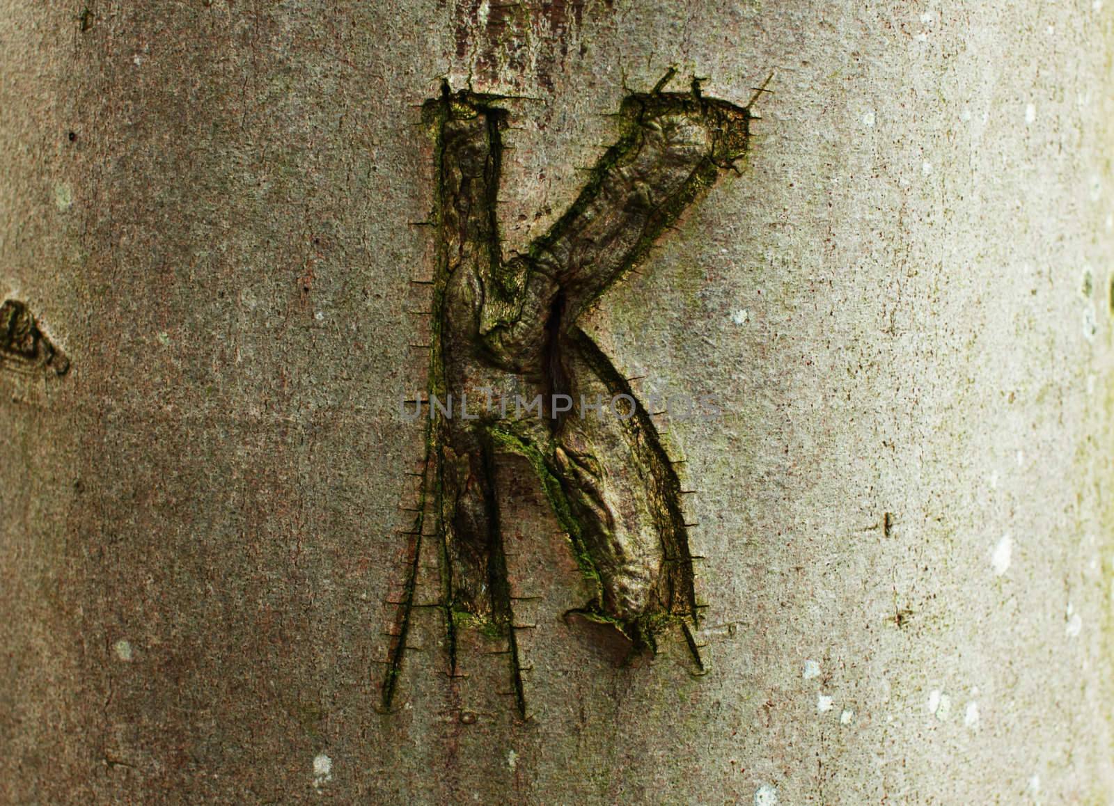 letter "K" cut long time ago on the tree steam