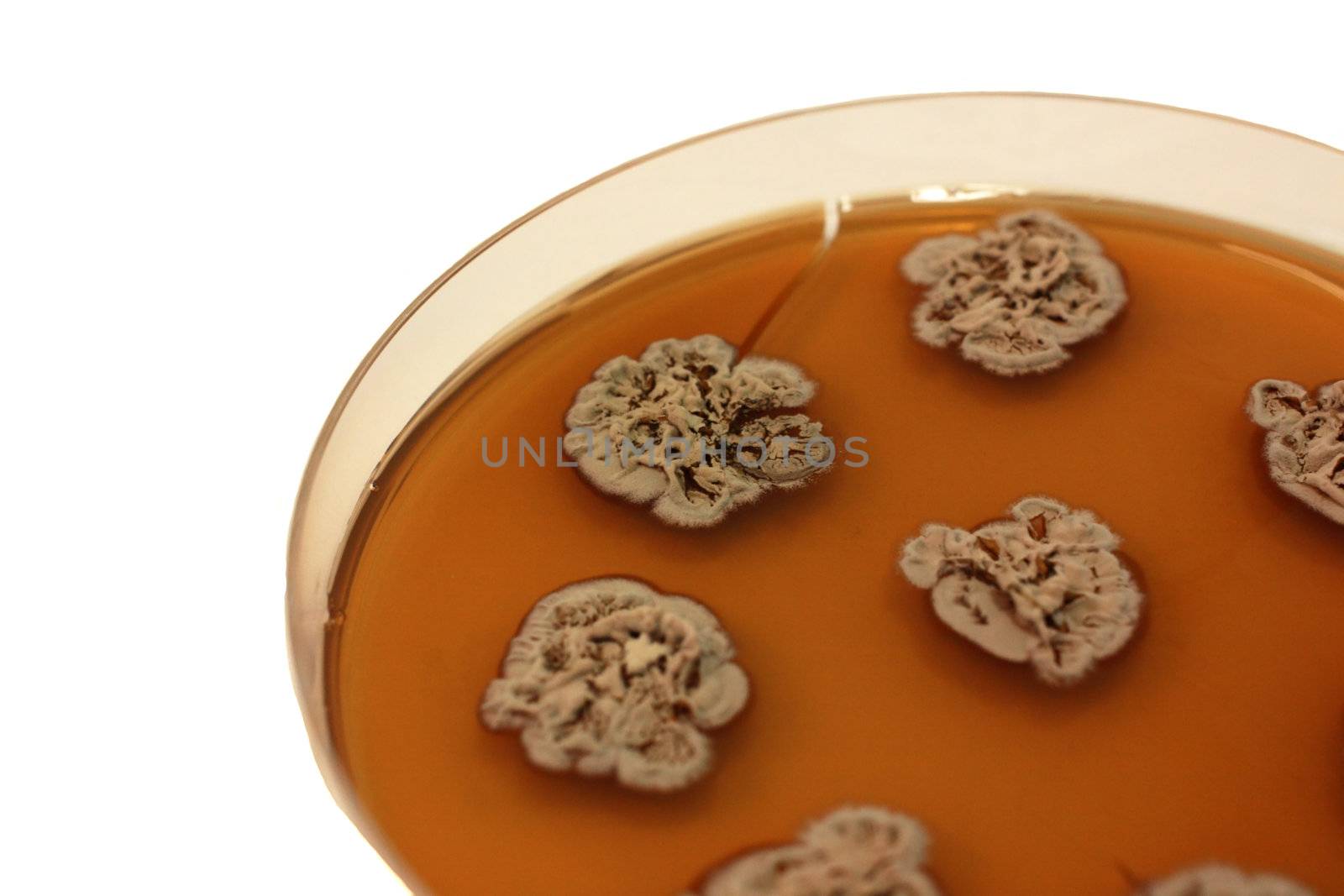 plate with colonies of fungi on the plate isolated on white
