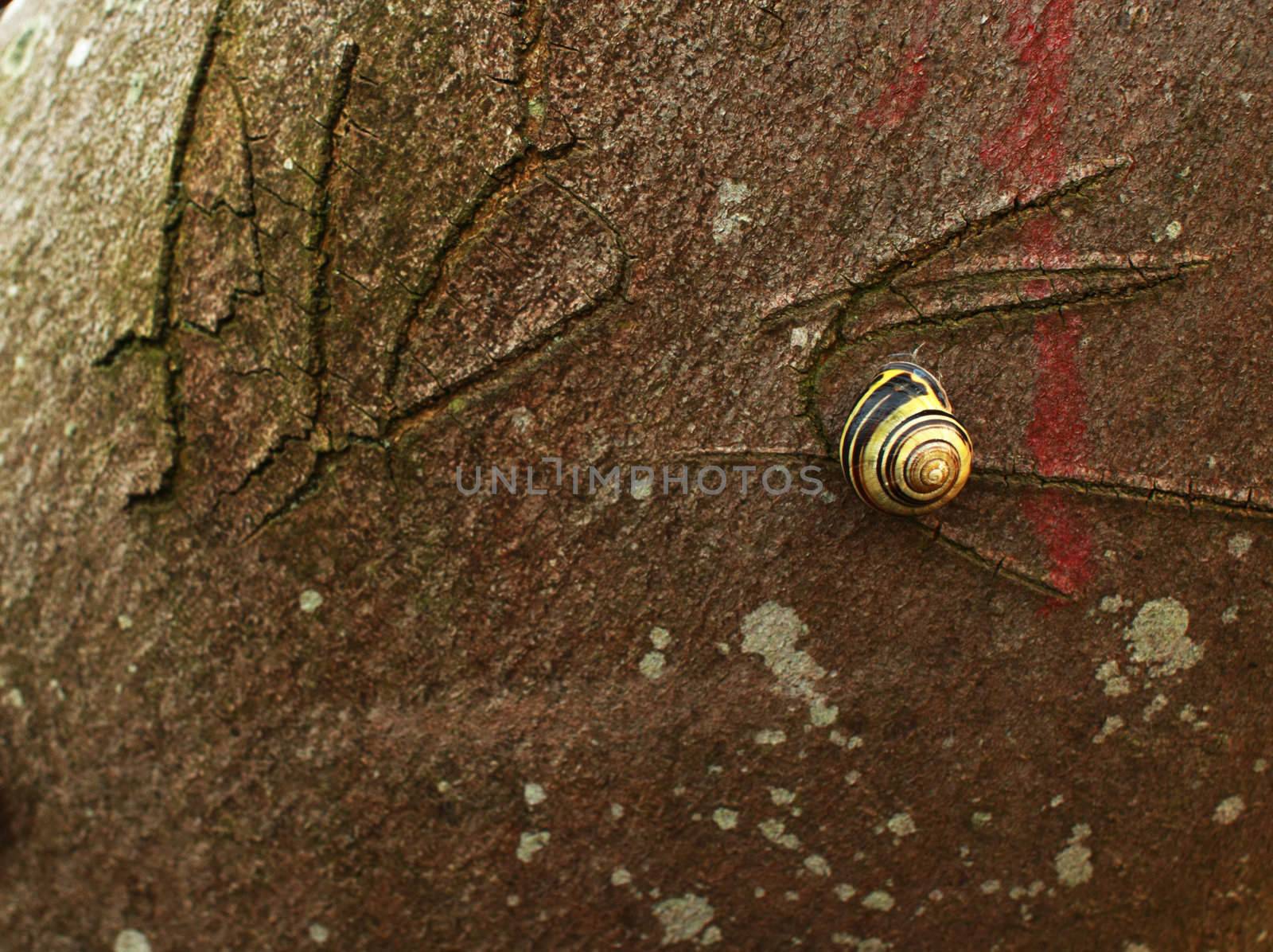 snail on the tree steam