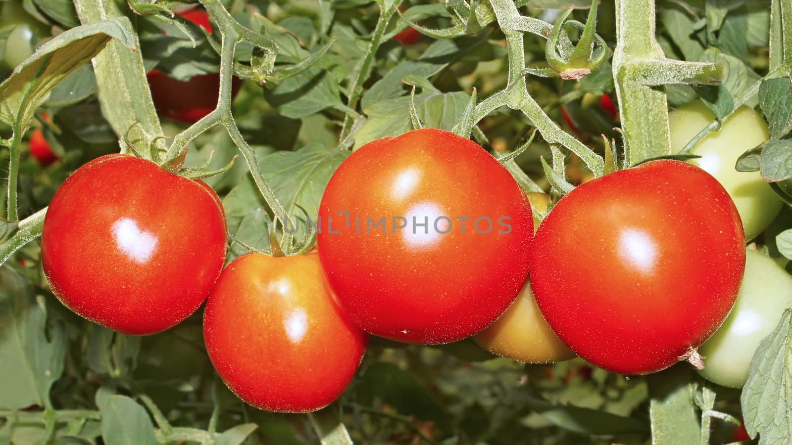 Red ripe tomatoes hanging on the bush