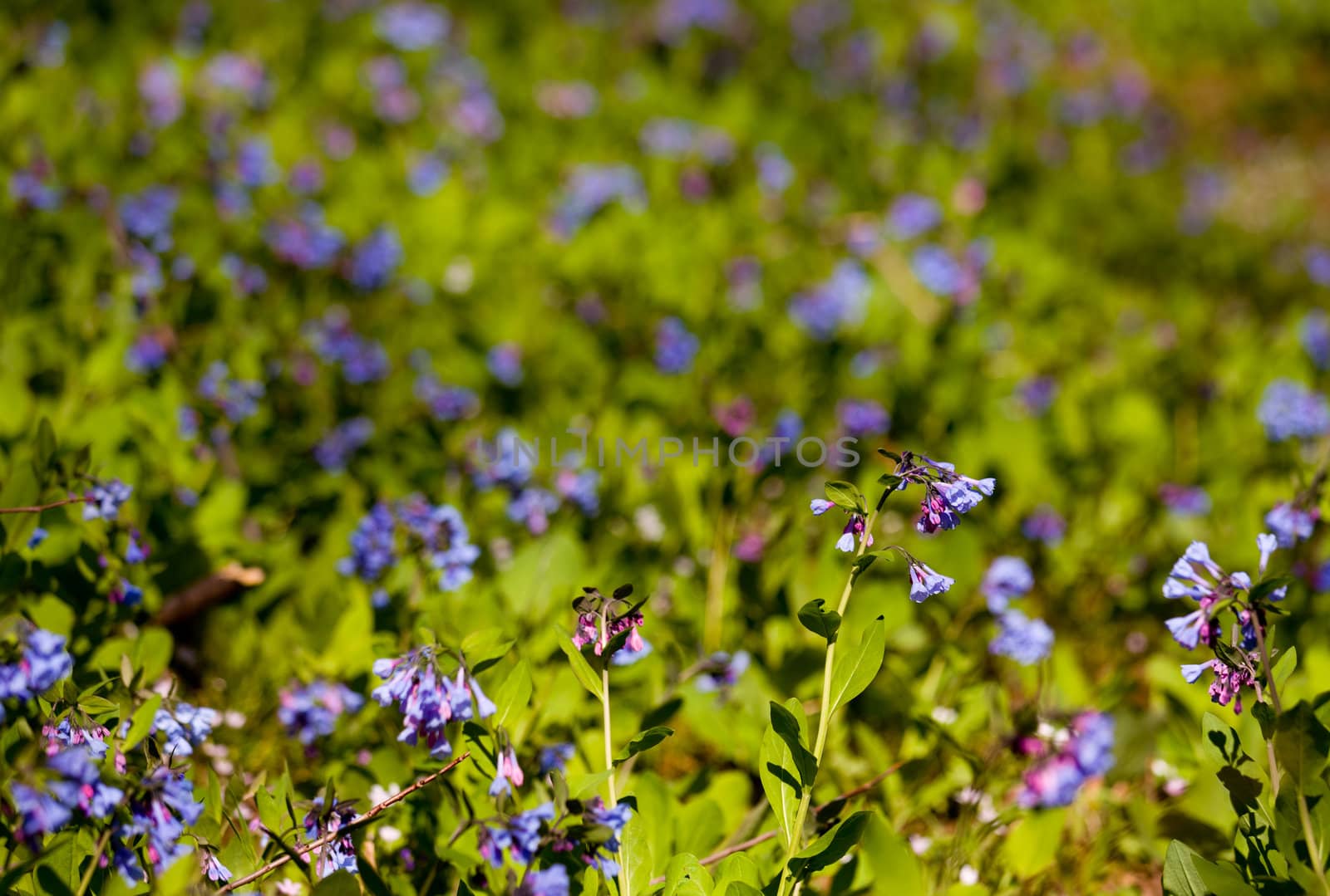 Fresh wild bluebells in a forest in the spring as the blooms start to blossom