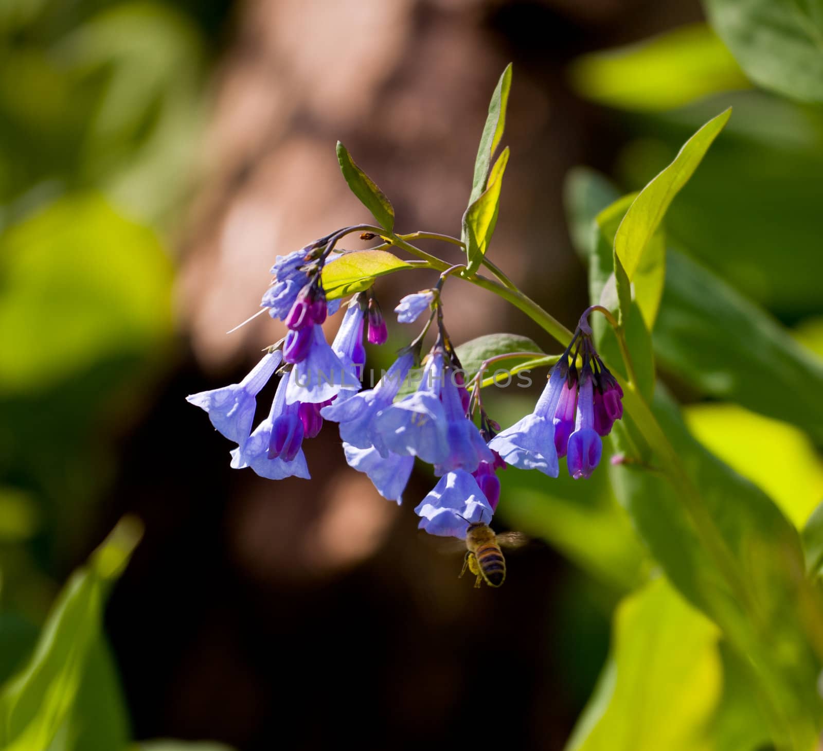 Fresh wild bluebells in a forest in the spring as the blooms start to blossom and a bee pollinates the flower