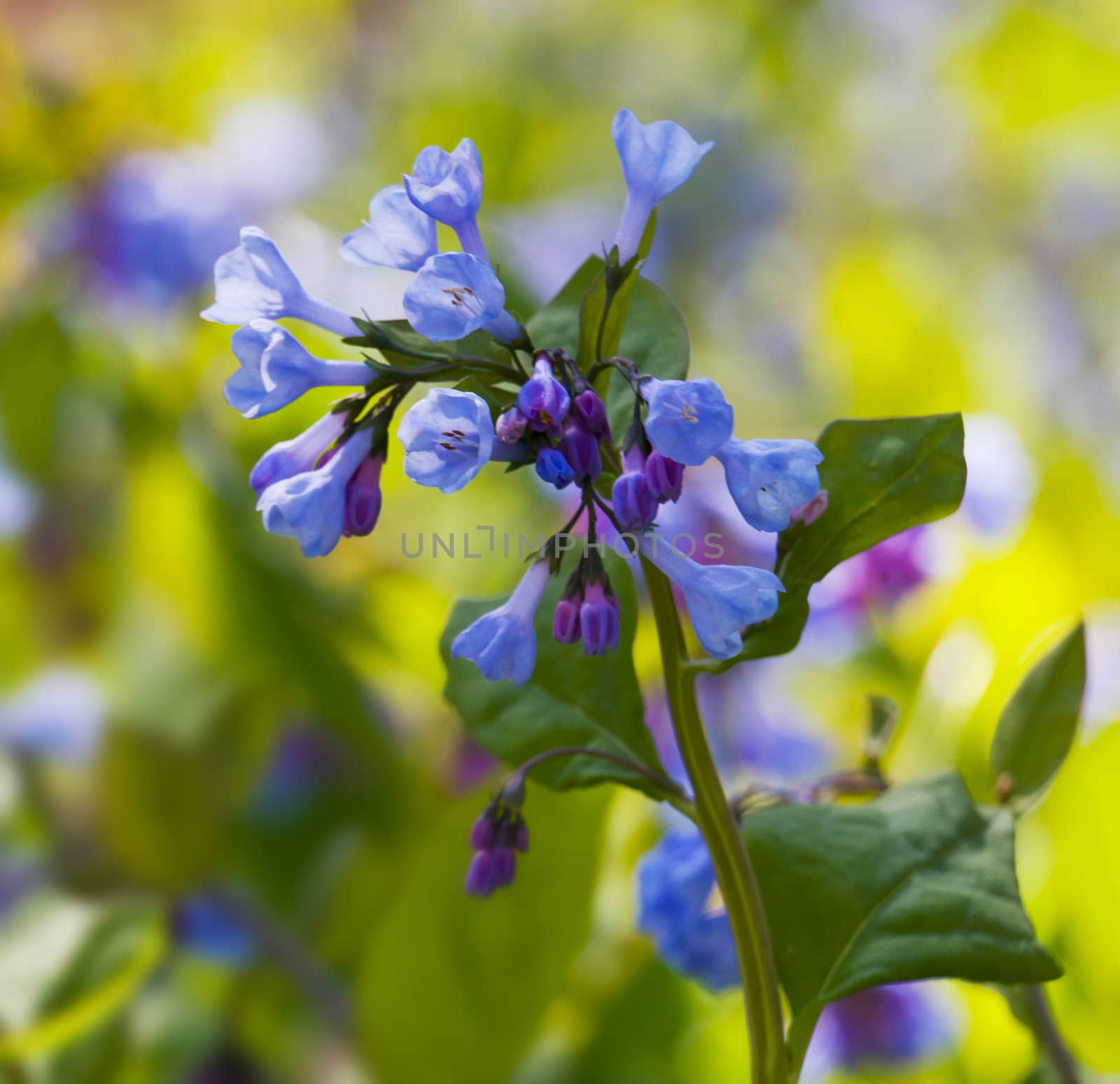 Fresh wild bluebells in a forest in the spring as the blooms start to blossom