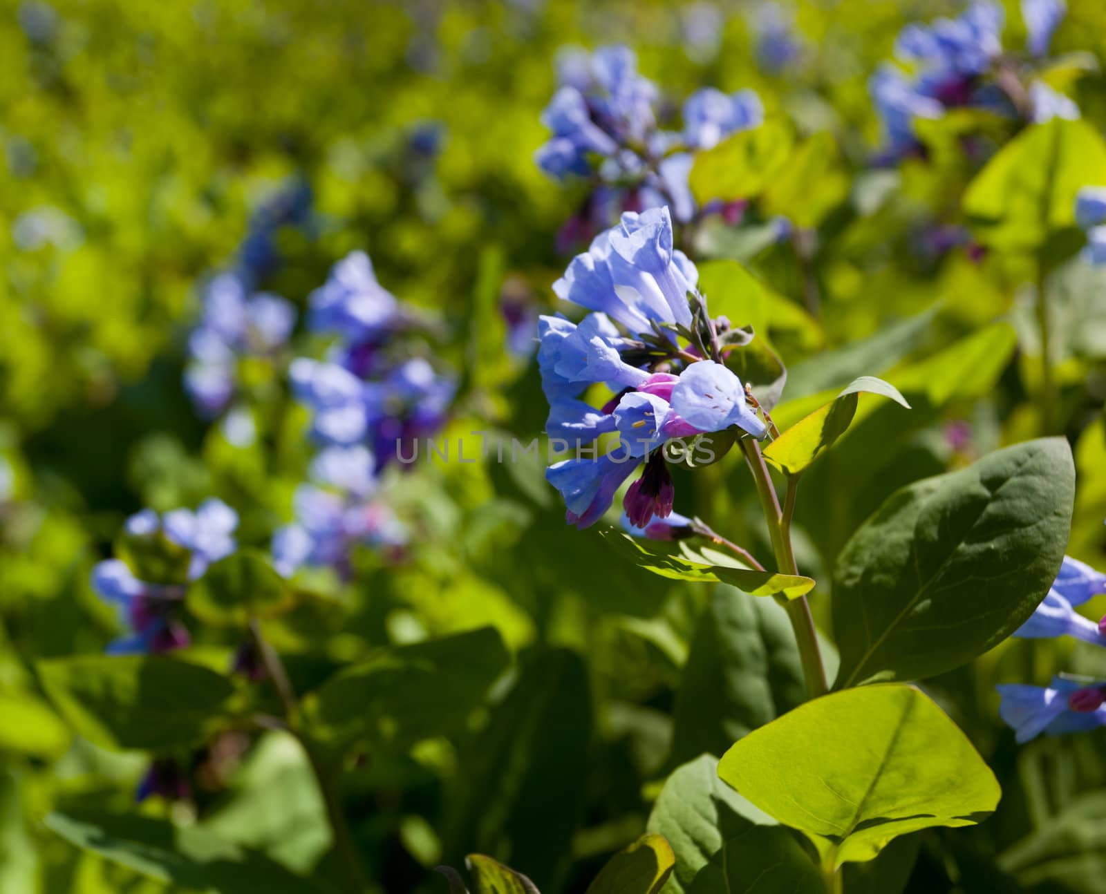 Fresh wild bluebells in a forest in the spring as the blooms start to blossom