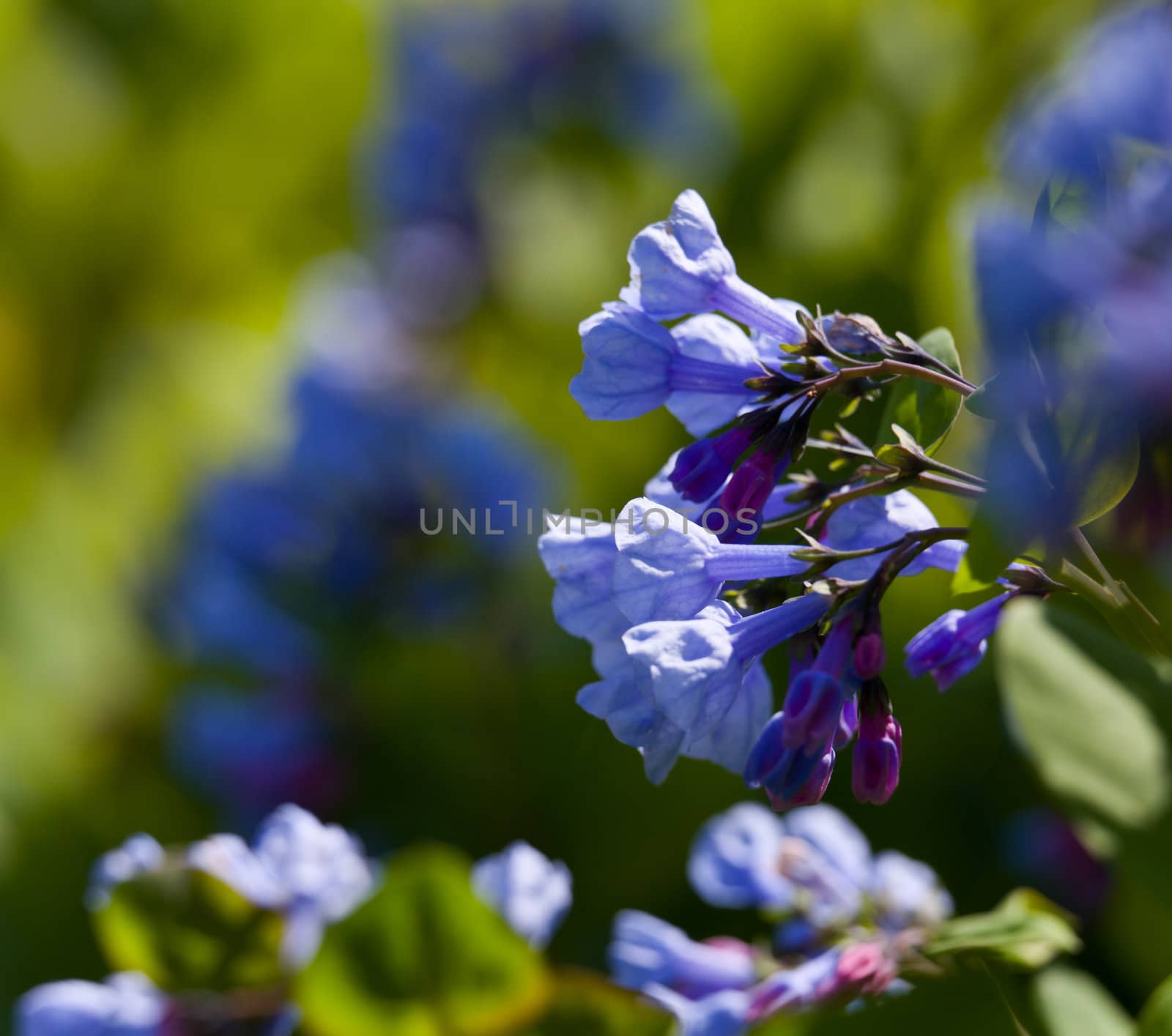 Fresh wild bluebells in a forest in the spring as the blooms start to blossom