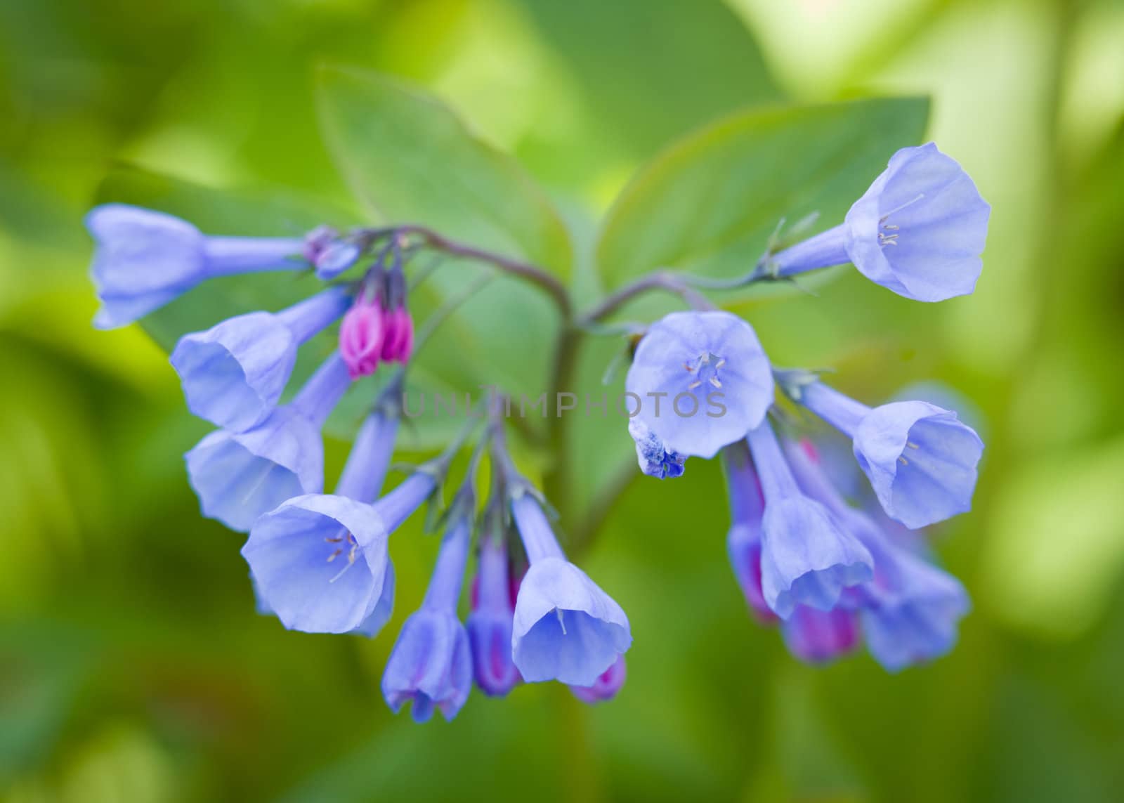 Fresh wild bluebells in a forest in the spring as the blooms start to blossom