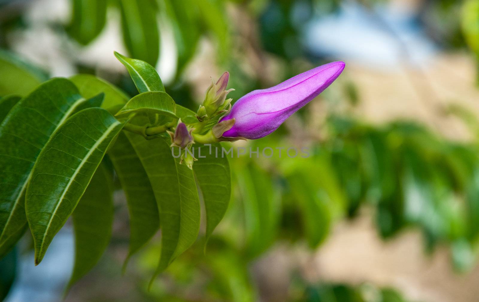 Purple flower on Grand Cayman island